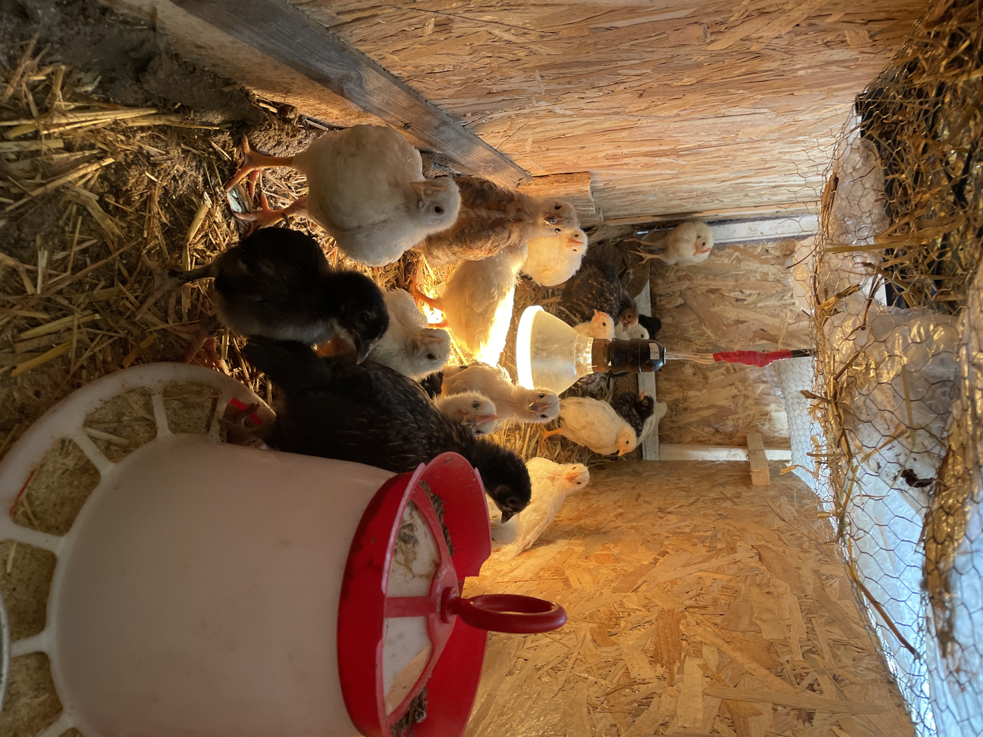 Chickens and chicks documented in farm coop in Zlatograd