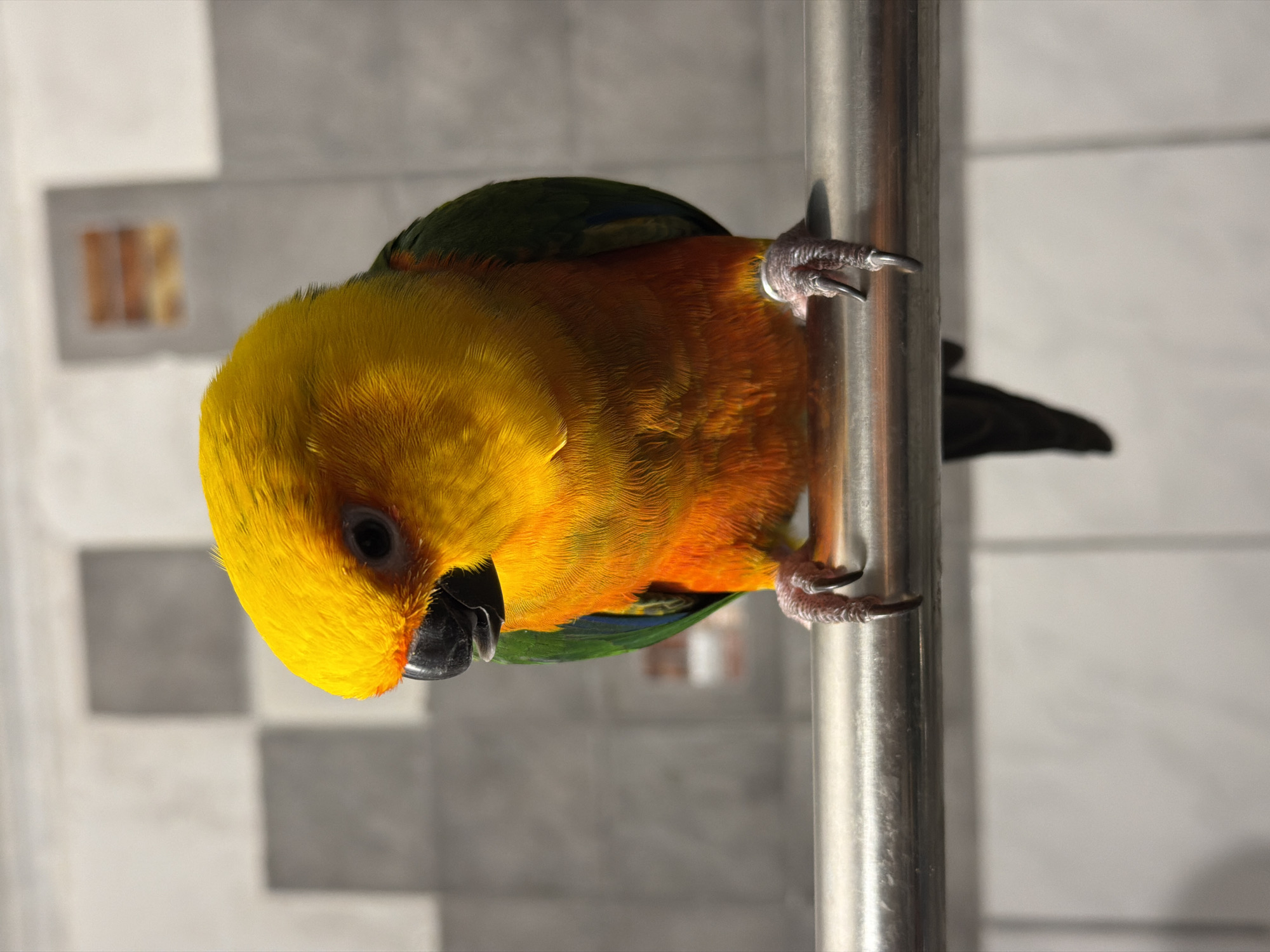 Bright parrot close-up and an indoor selfie, same moment