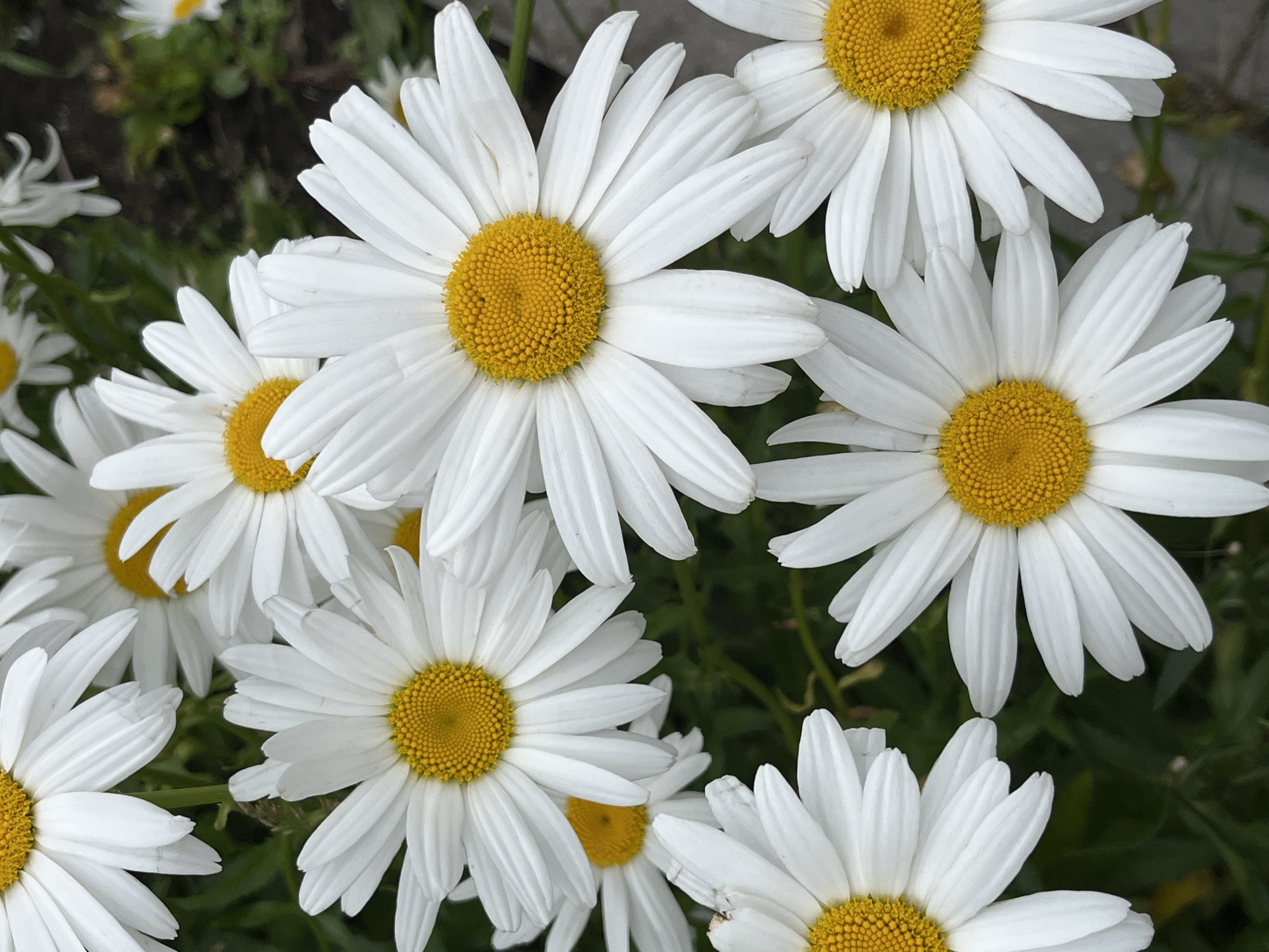 Selfies and daisies in Pionersky, Russia