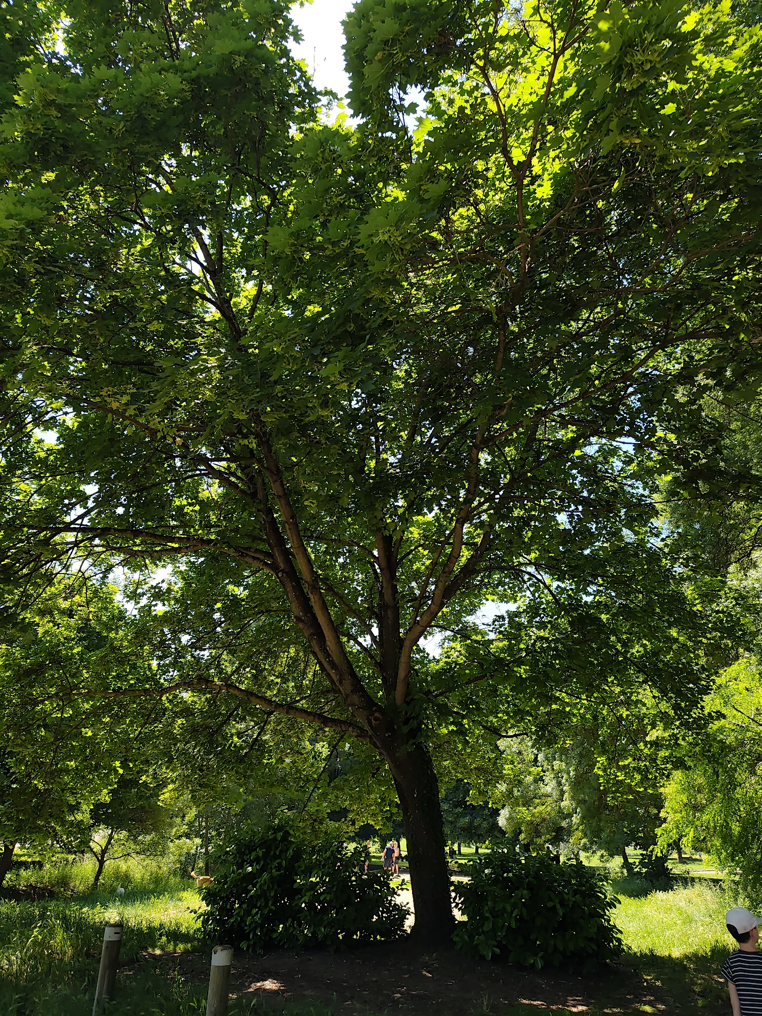 Large tree observed in Saint-Pierre-de-Bœuf park setting