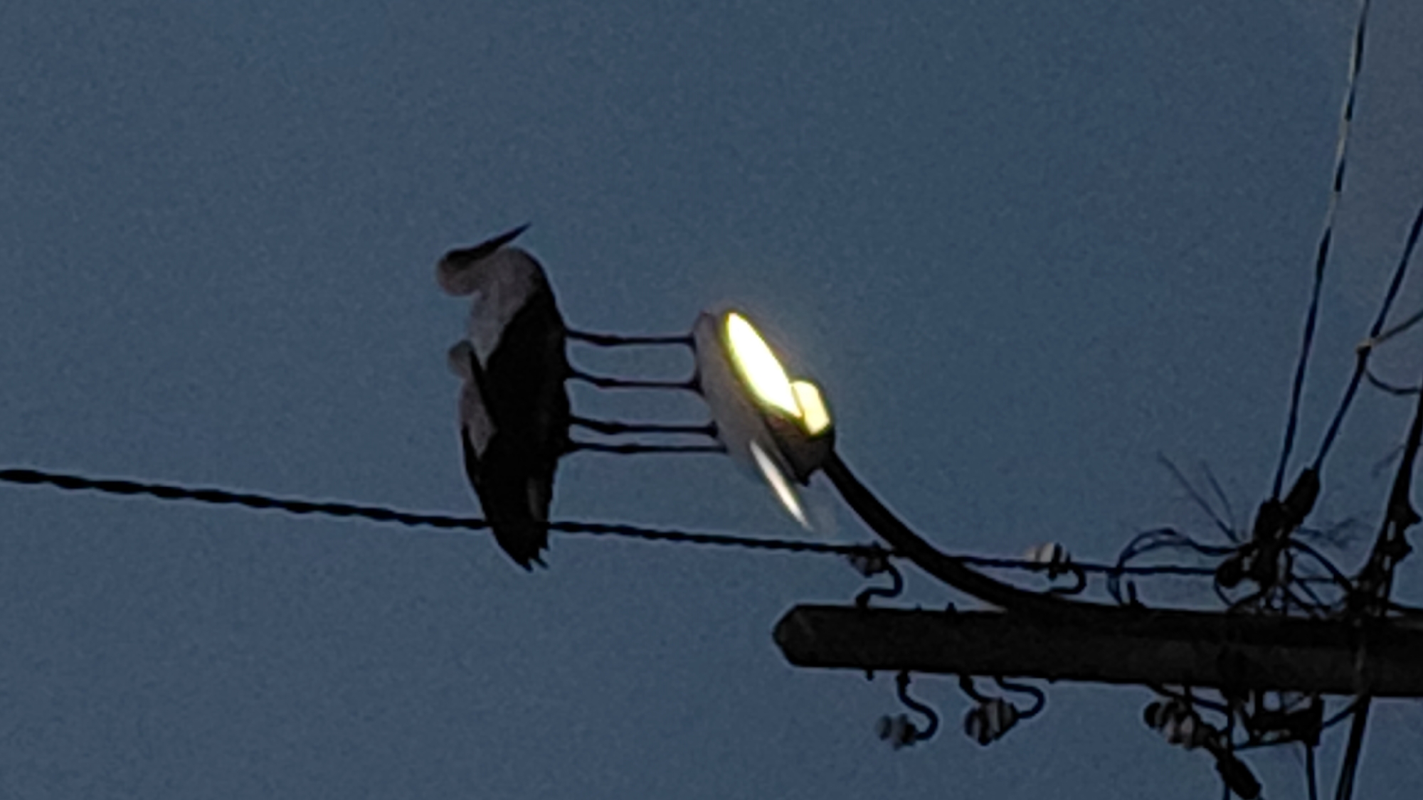 Birds perch on utility poles at dusk