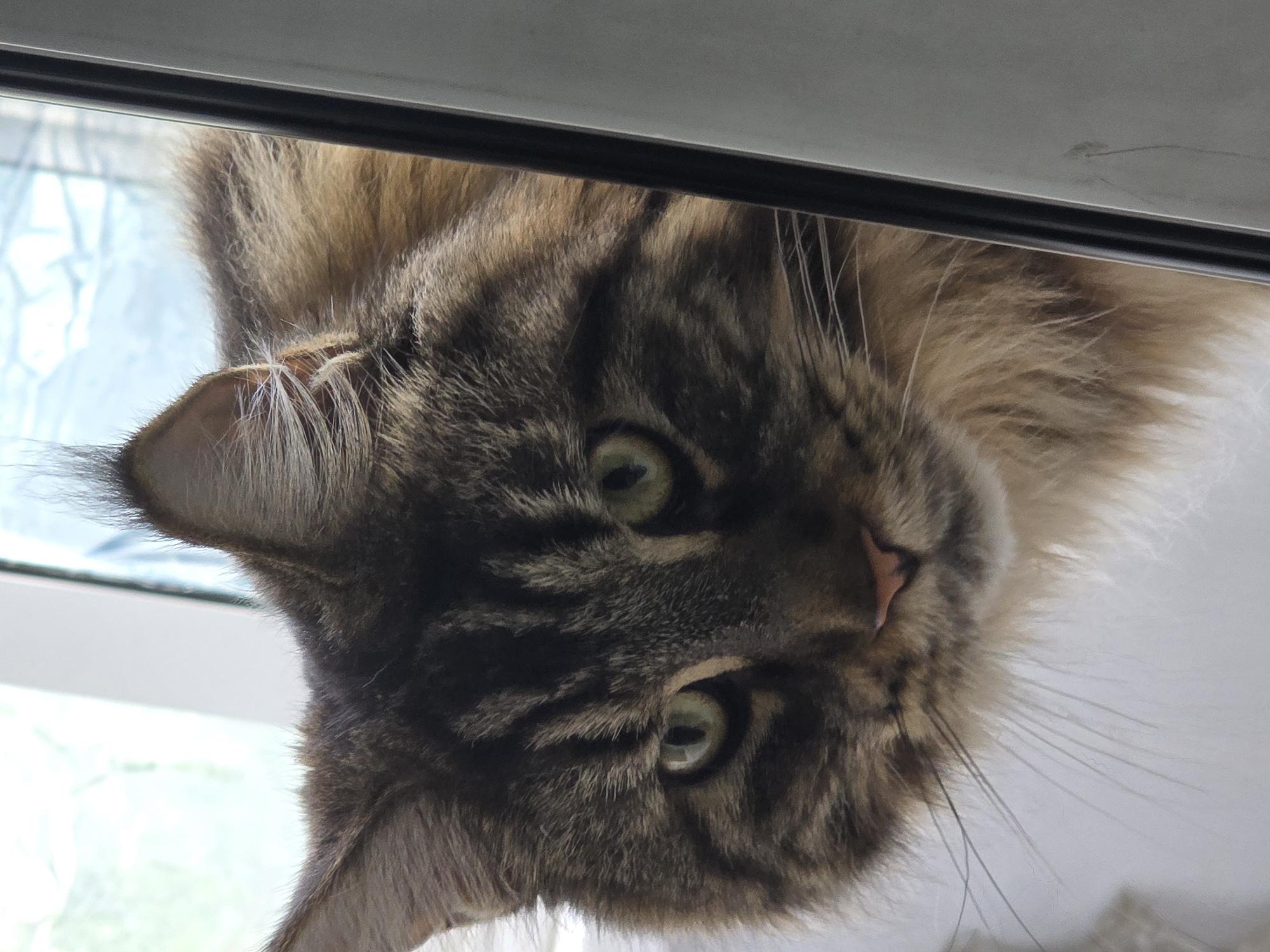 Maine Coon cat observed extensively during early morning session