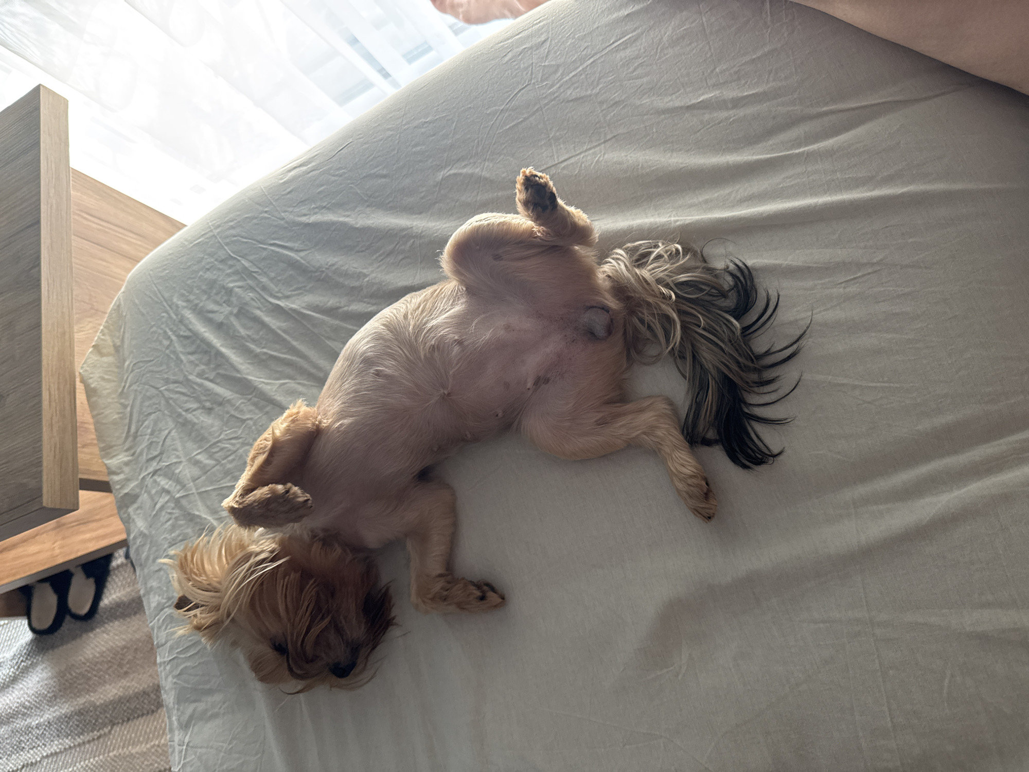 Lazy afternoon indoors: a dog, a cooking show, and Ray-Bans