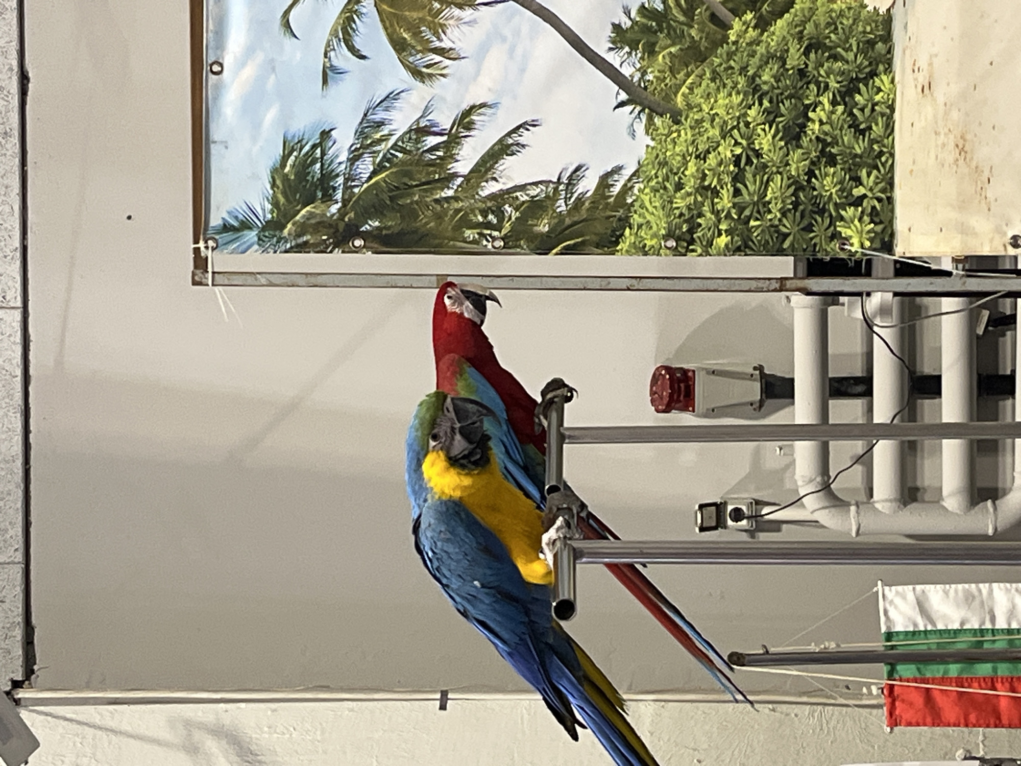 Exotic birds and tropical fish displays documented in Sofia
