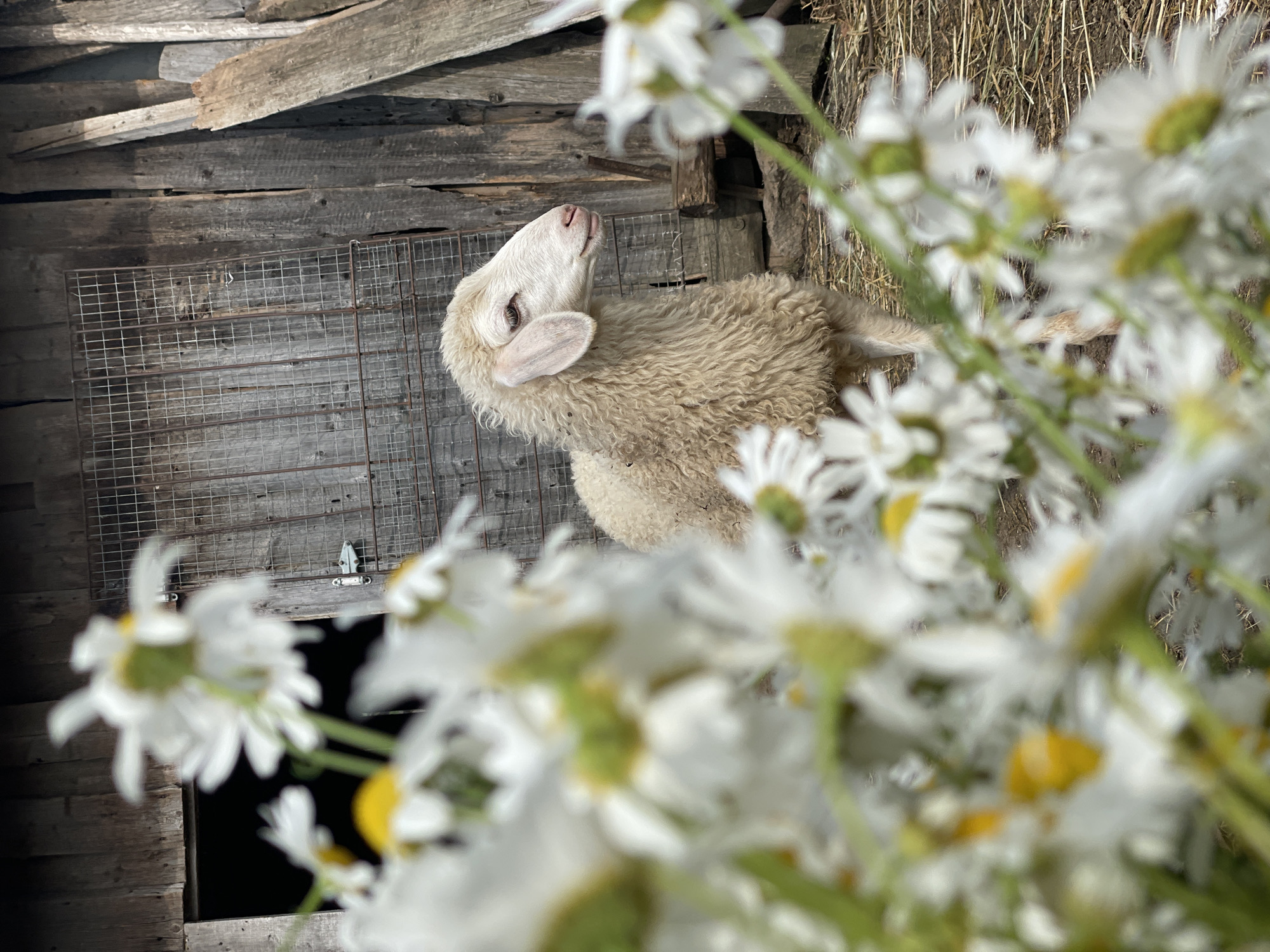 Sheep and daisies on a rural farm in Сям-Можга, Russia