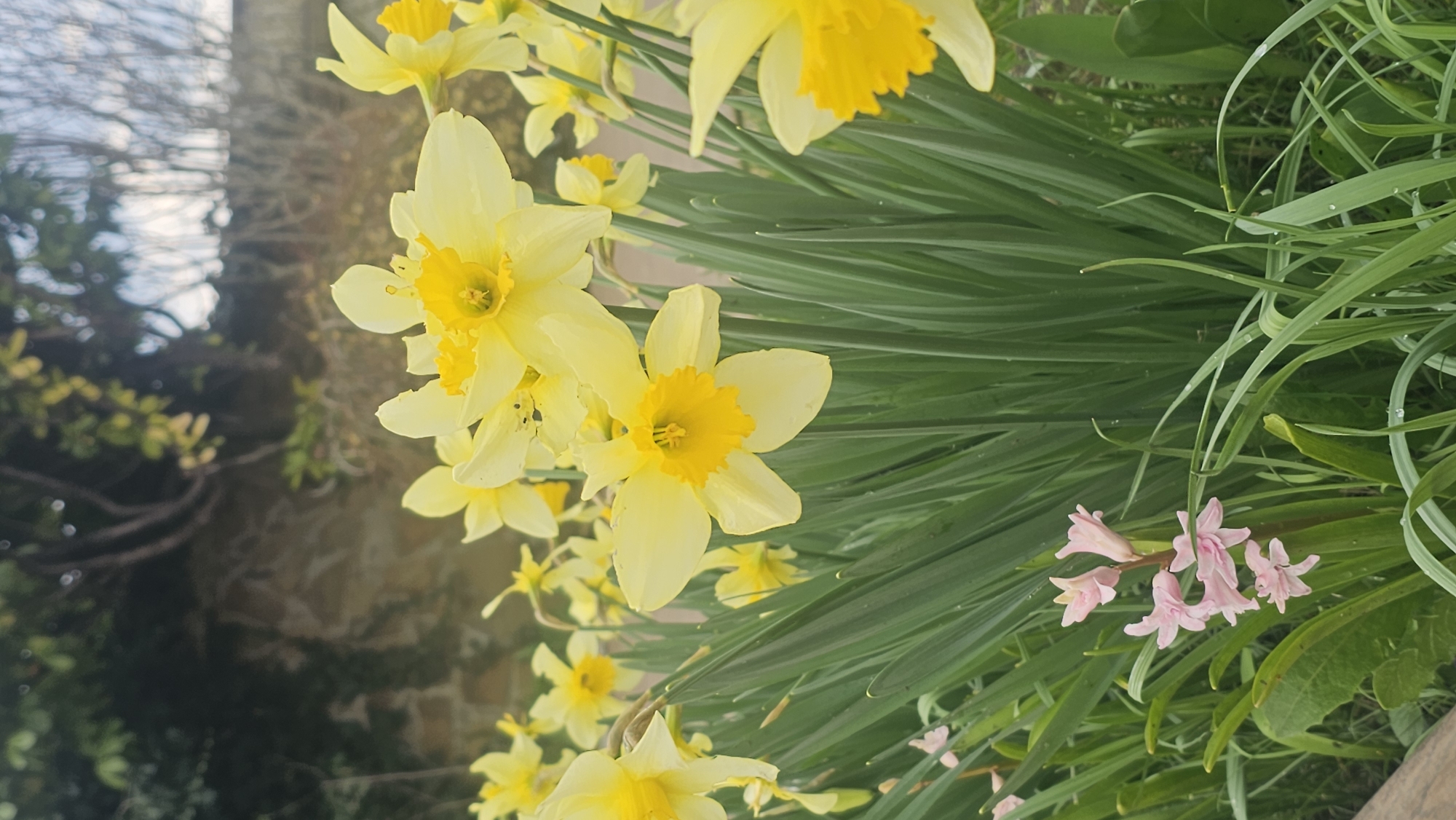 Spring wildlife and flowers documented across Bulgarian towns
