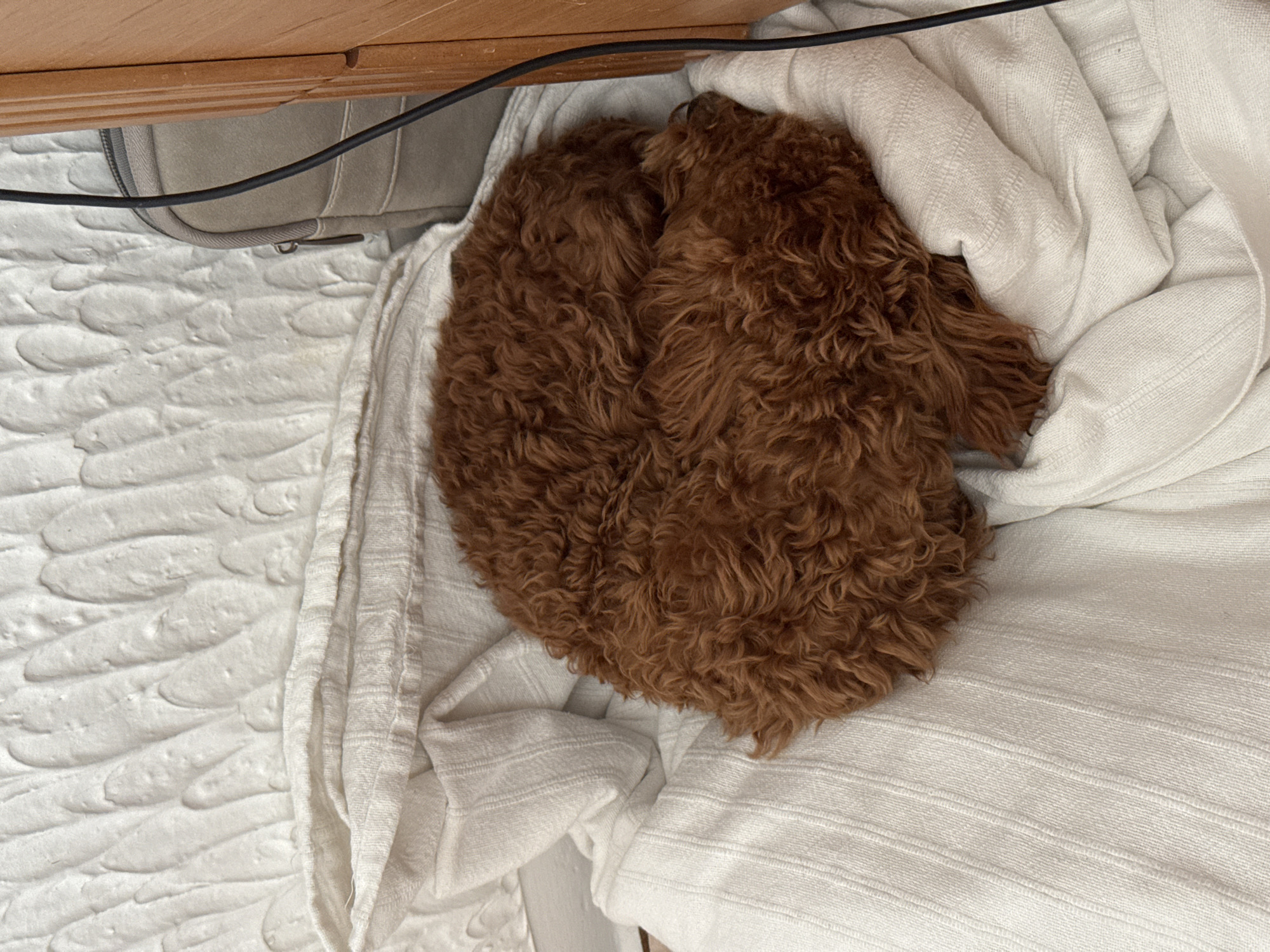 Dog rests peacefully on bedding in Sutomore home