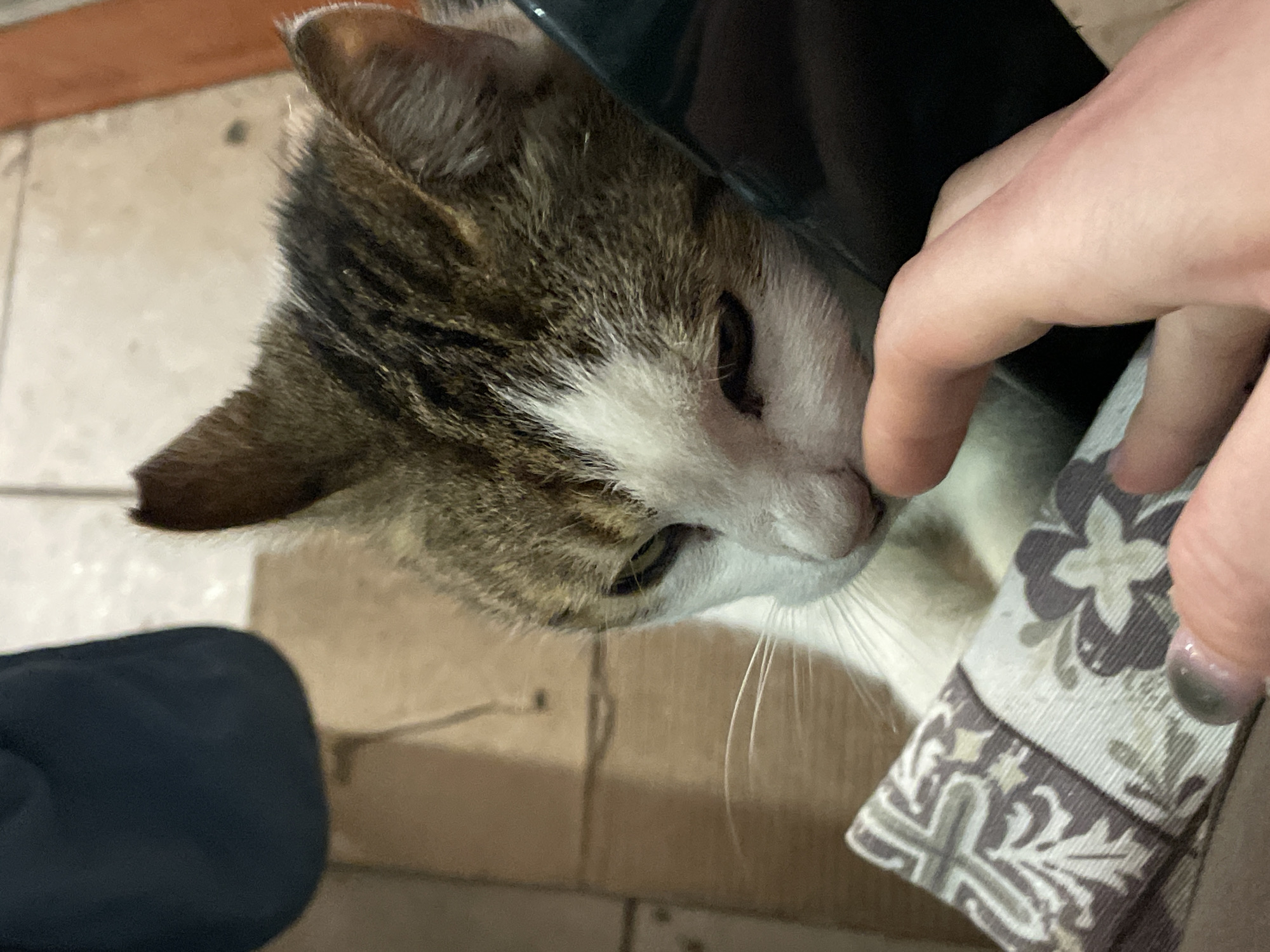 Cat receives affection from owner in Burgas home