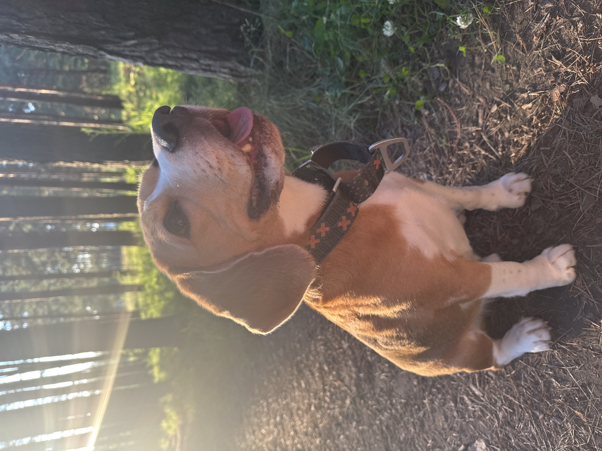 Beagle lounging on a sunlit forest path in Chaikovsky