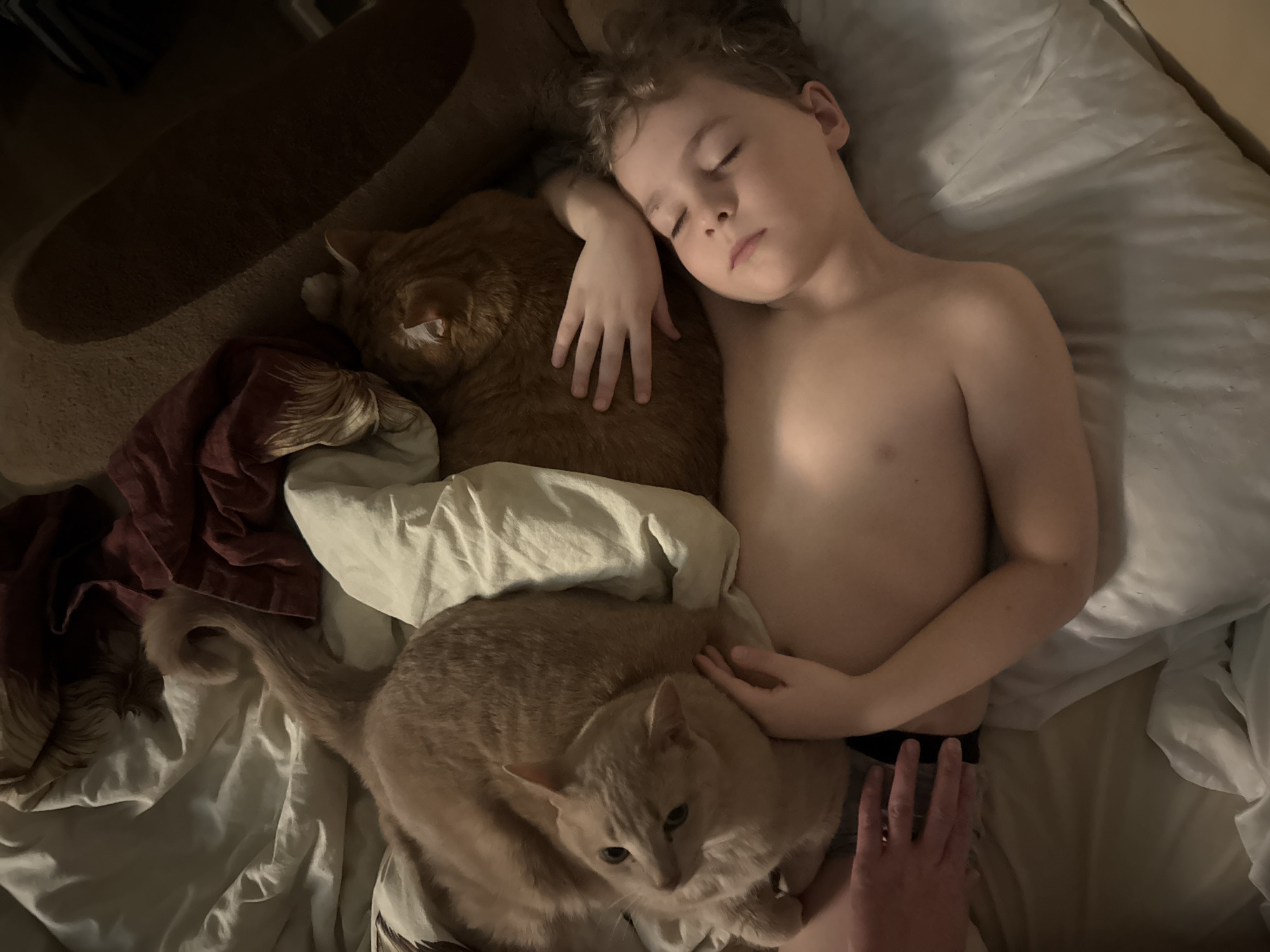 Boy shares peaceful moment with ginger cats in Krasnoyarsk