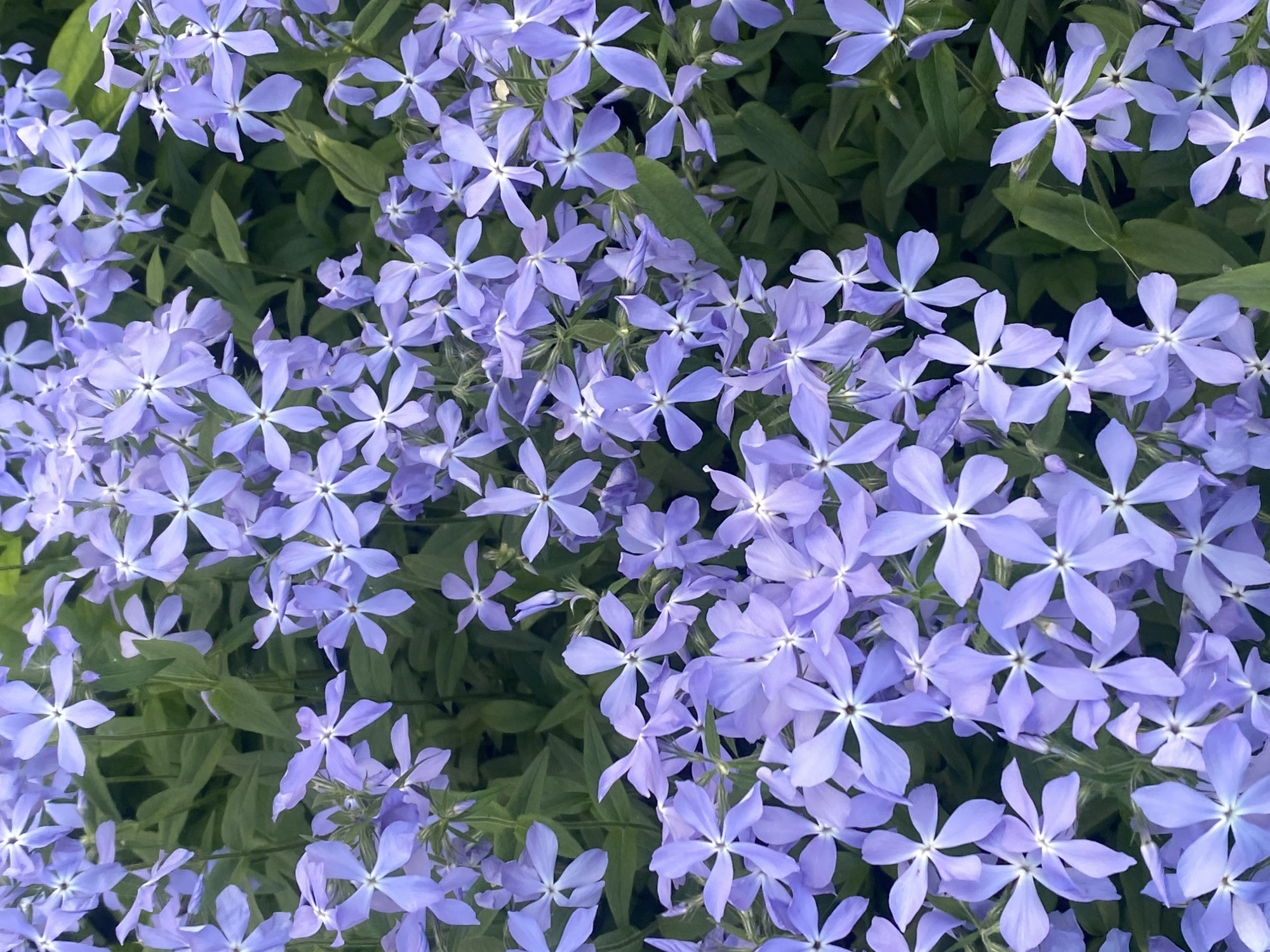 Garden flowers documented in close-up photos across Novokuznetsk