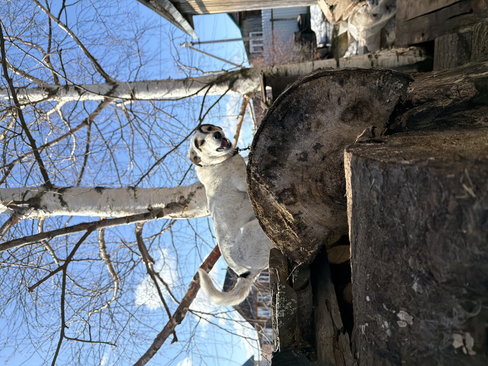 Dog stands on firewood stack in Igra, Russia