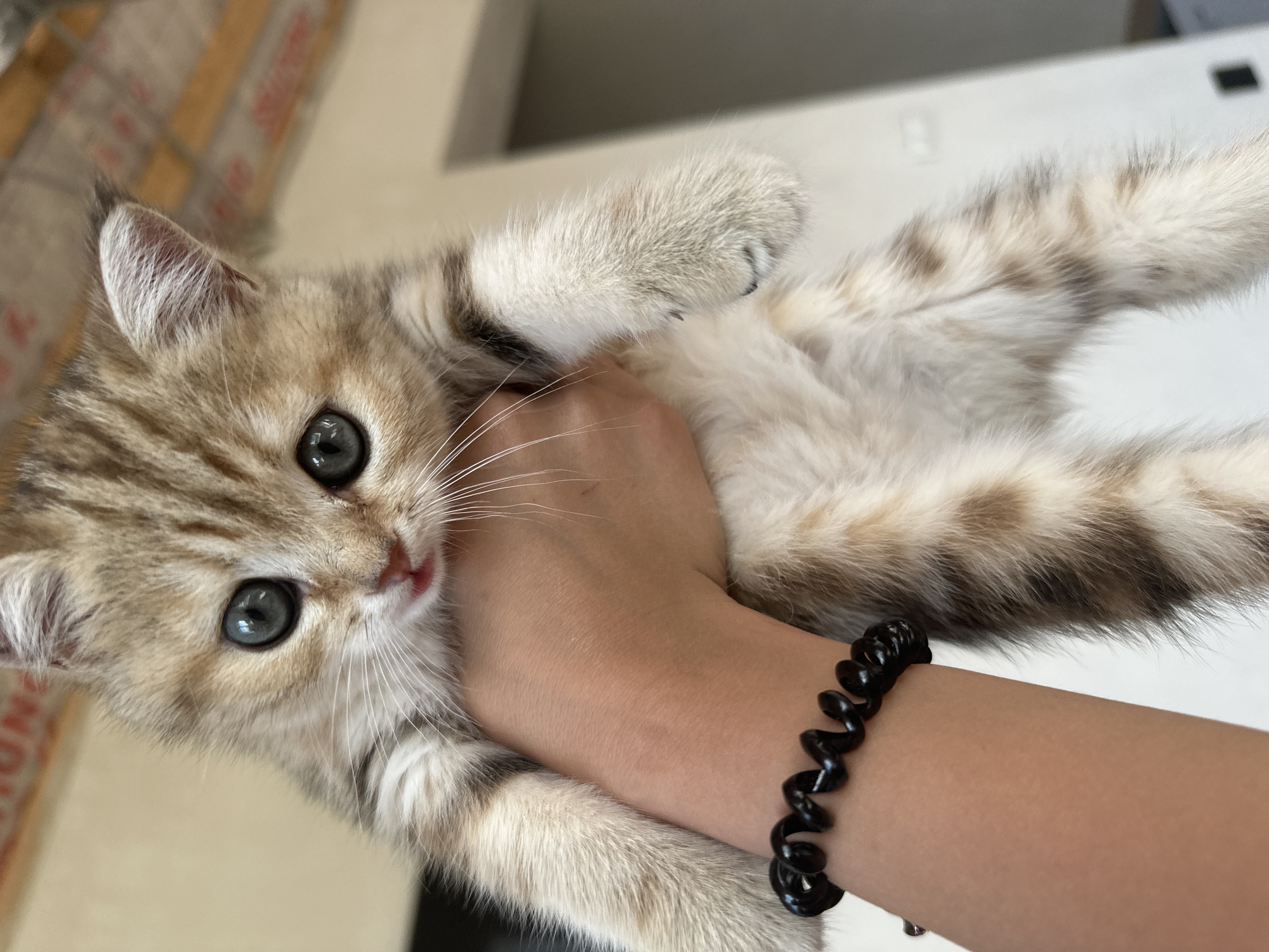 Girl plays with tabby kitten on wooden floor in Russia