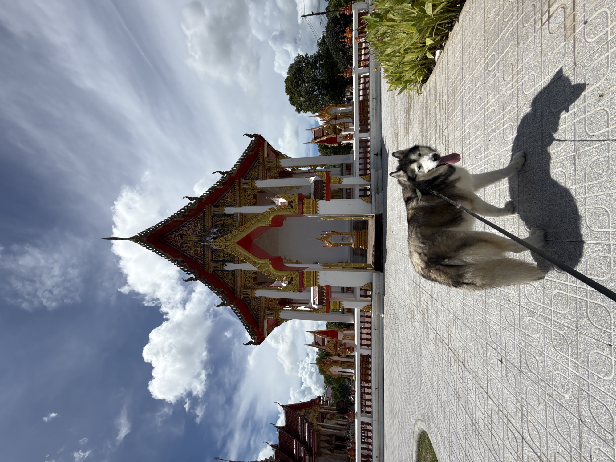Husky at Wat Chalong, Phuket's ornate Buddhist temple