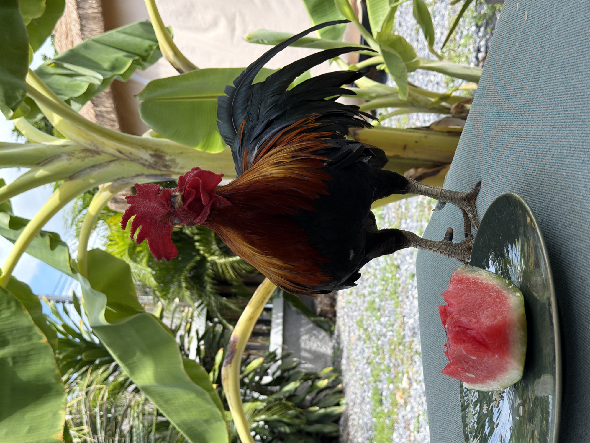 Rooster eats watermelon on a table in Baan Bo Phut