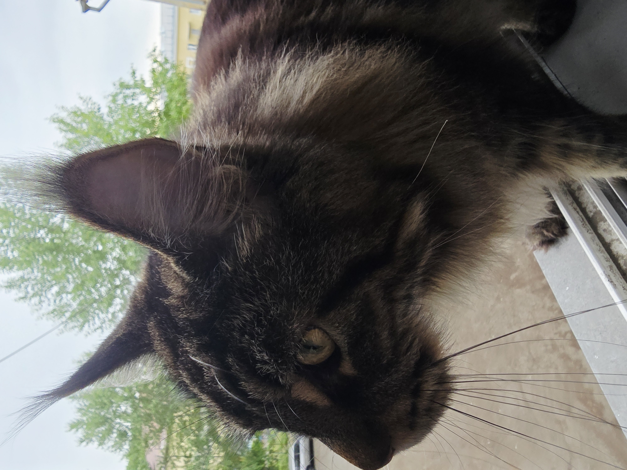 Witness documents seven cat scenes over 15-minute span