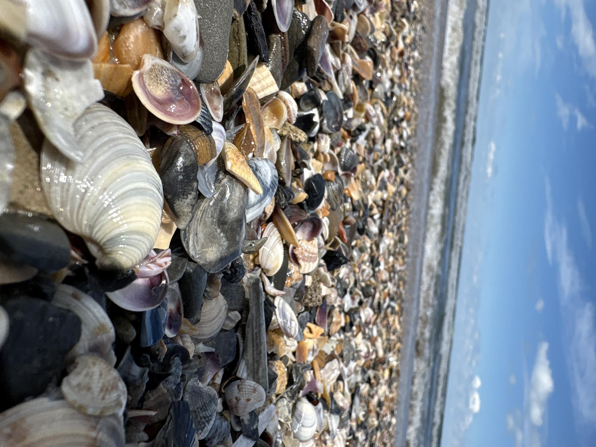 Seashell-covered beach documented in Anapa, Russia