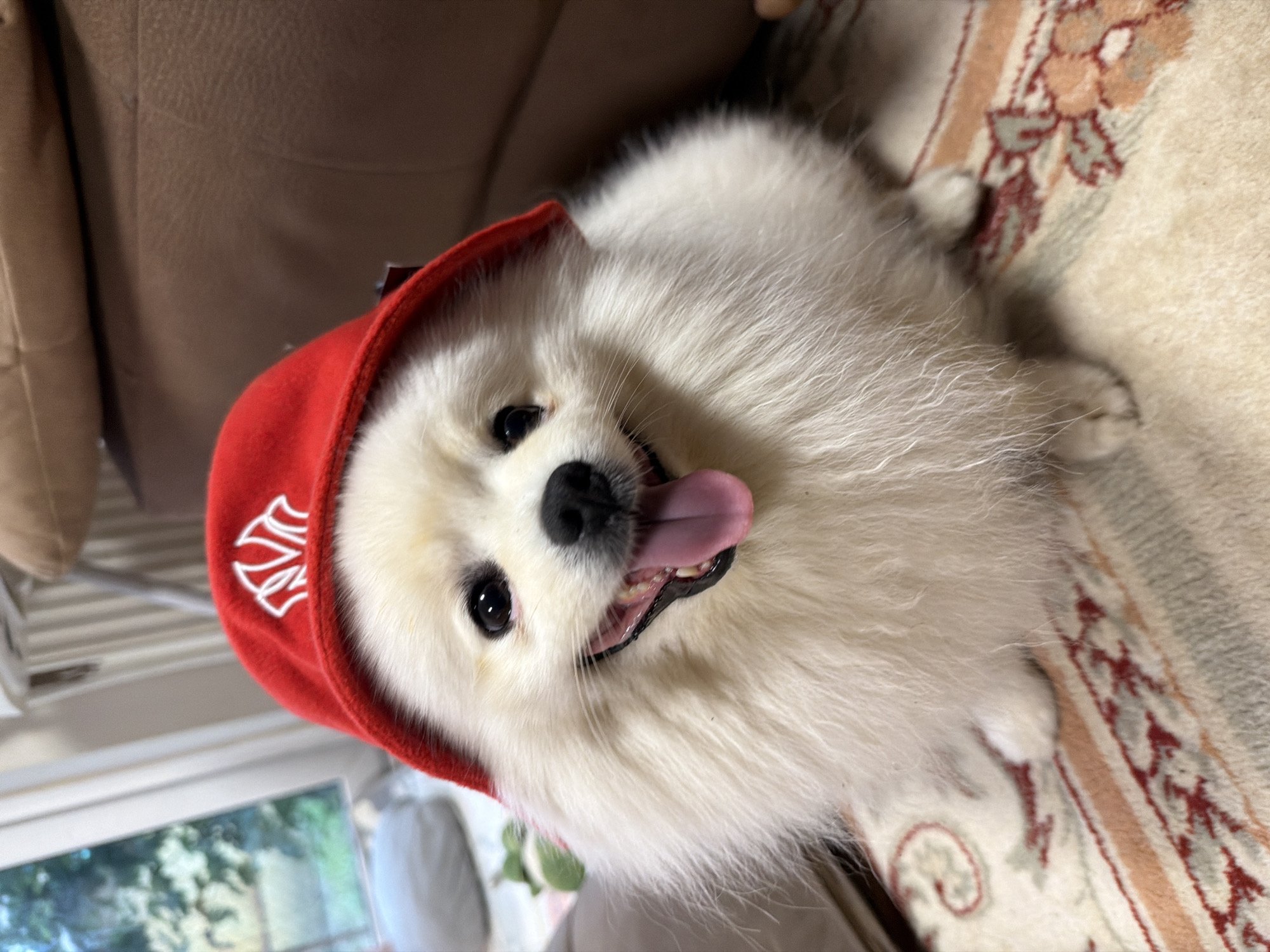 Pomeranian in a Yankees cap poses for the camera