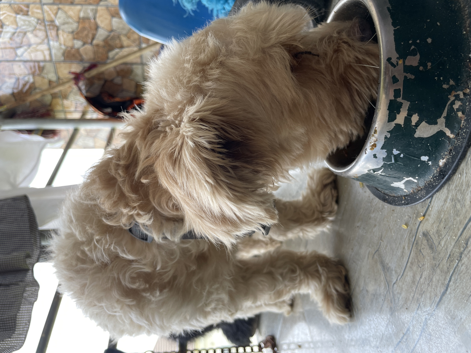 Dog eating from bowl captured in Ado home