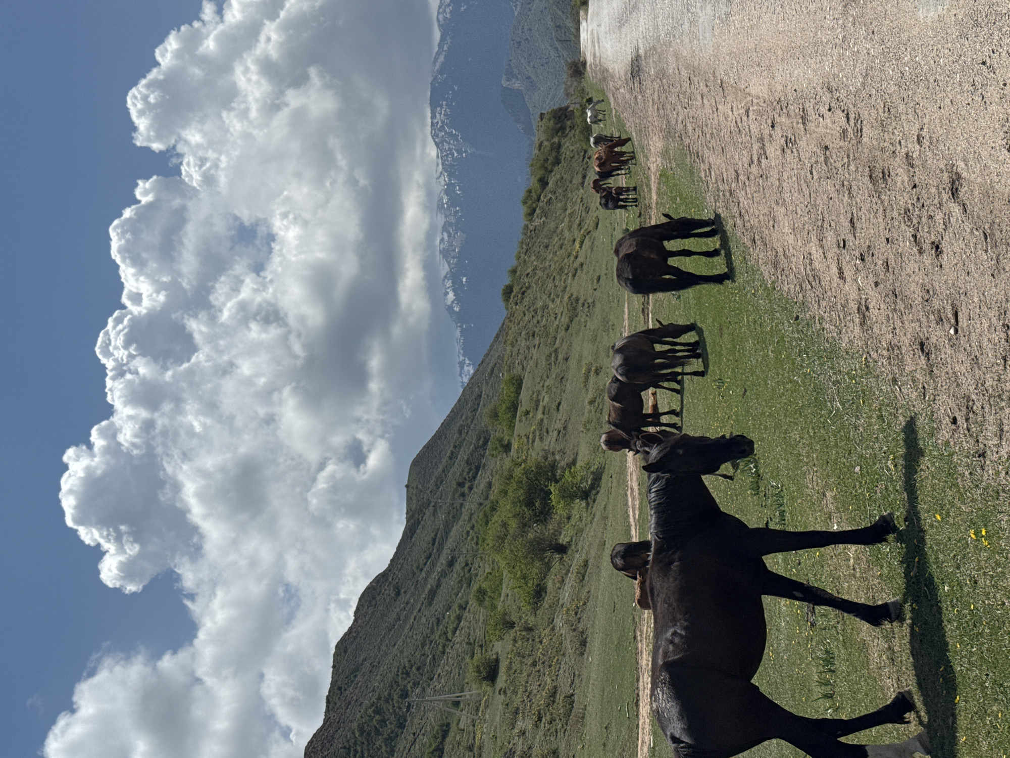 Horses graze in Kyrgyzstan mountain pastures during morning hours