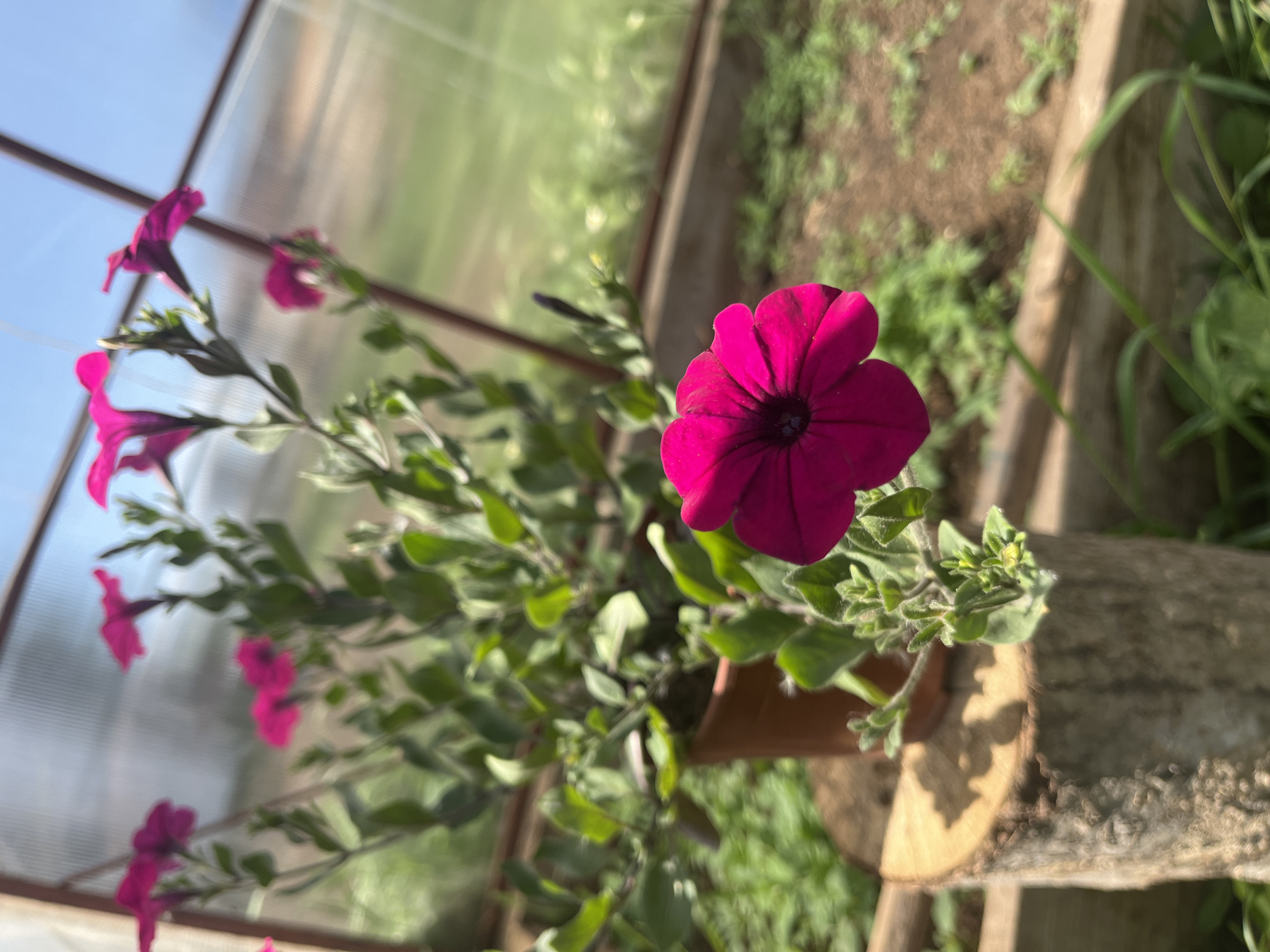 Woman photographed with blooming petunia flowers in Sosново, Russia