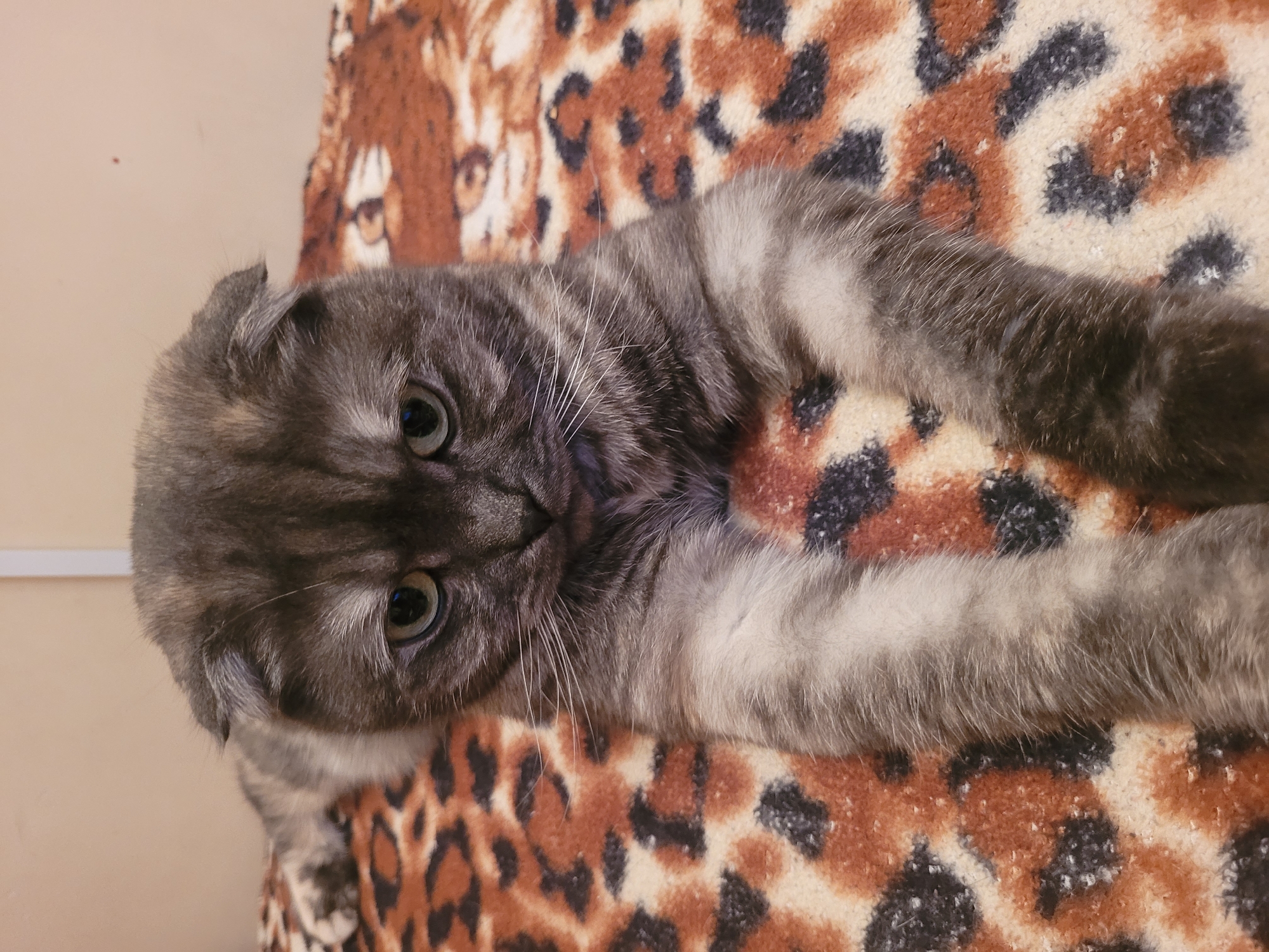 Scottish Fold cat photographed resting on blankets in Izhevsk