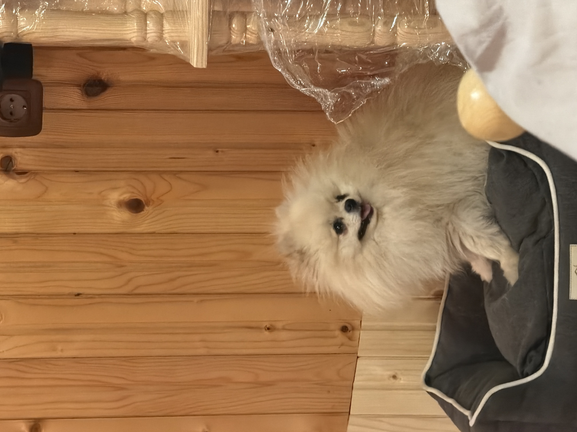 Pomeranian dog rests in bed in Brestovene, Bulgaria