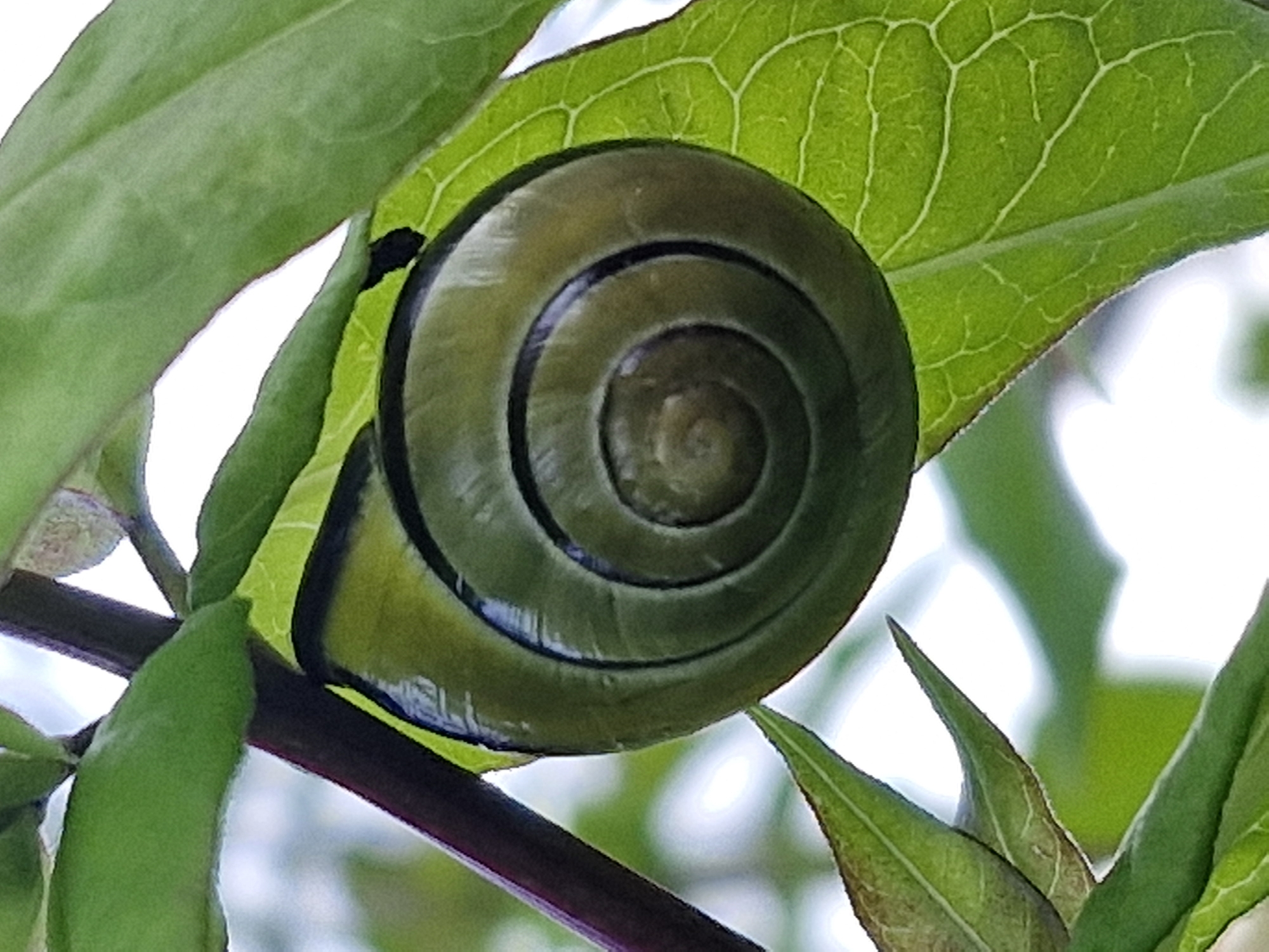 Close-up nature details: snail shell and clover in grass