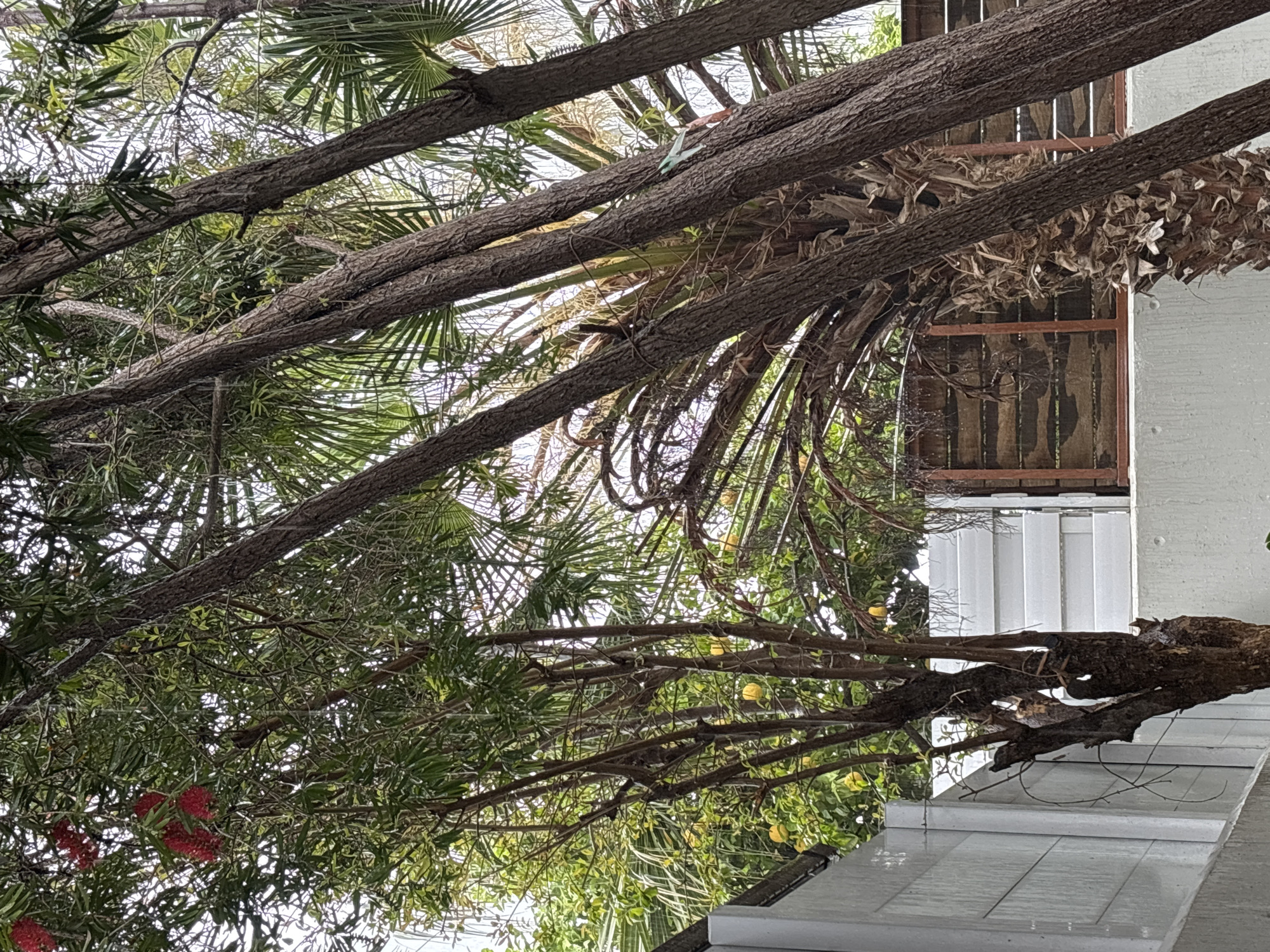 Person photographs tree canopy in Agios Athanasios, Cyprus