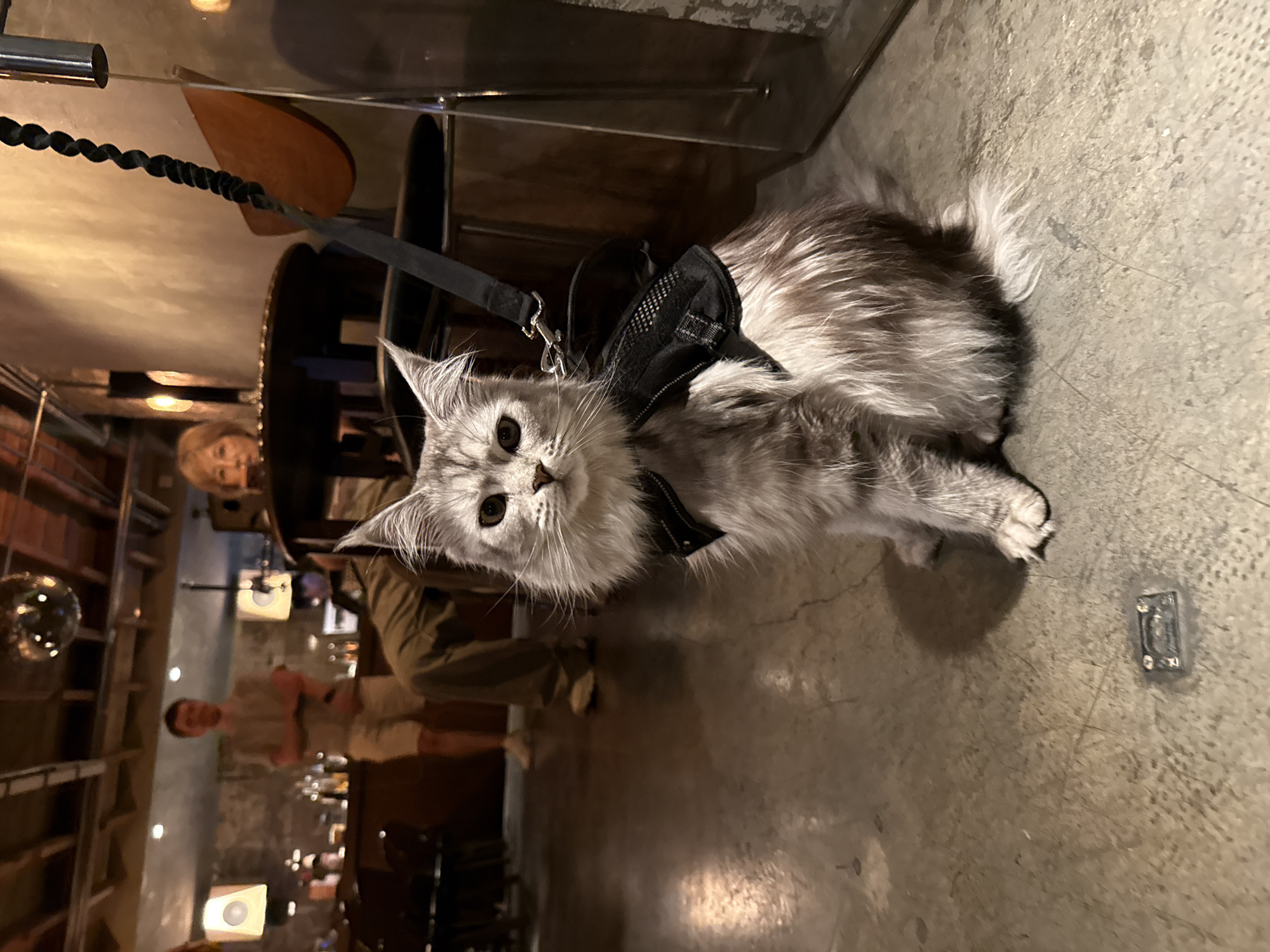 Harnessed cat spotted indoors in Shanghai's Xuhui District