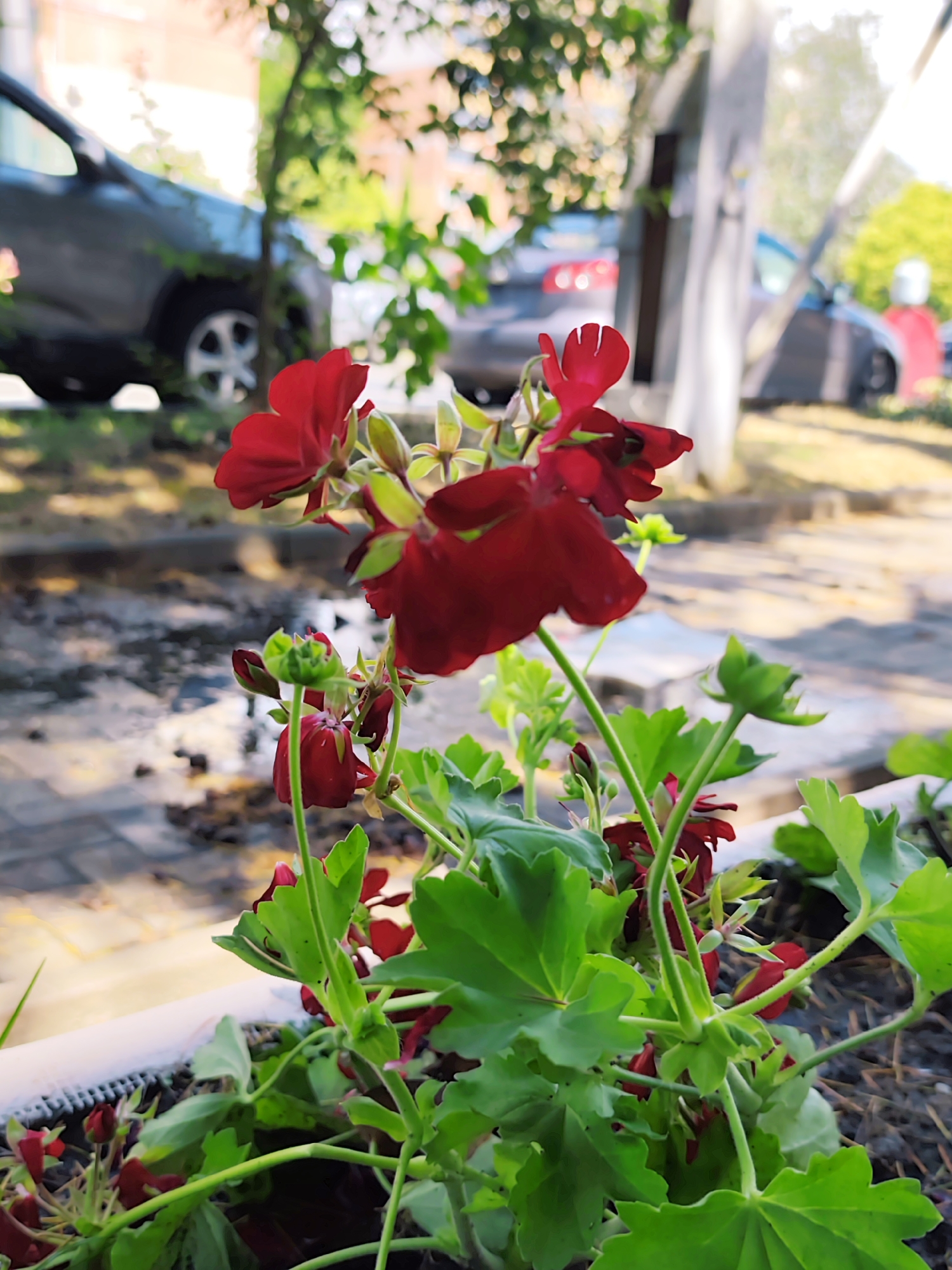 Sochi street flora documented in close detail, summer morning
