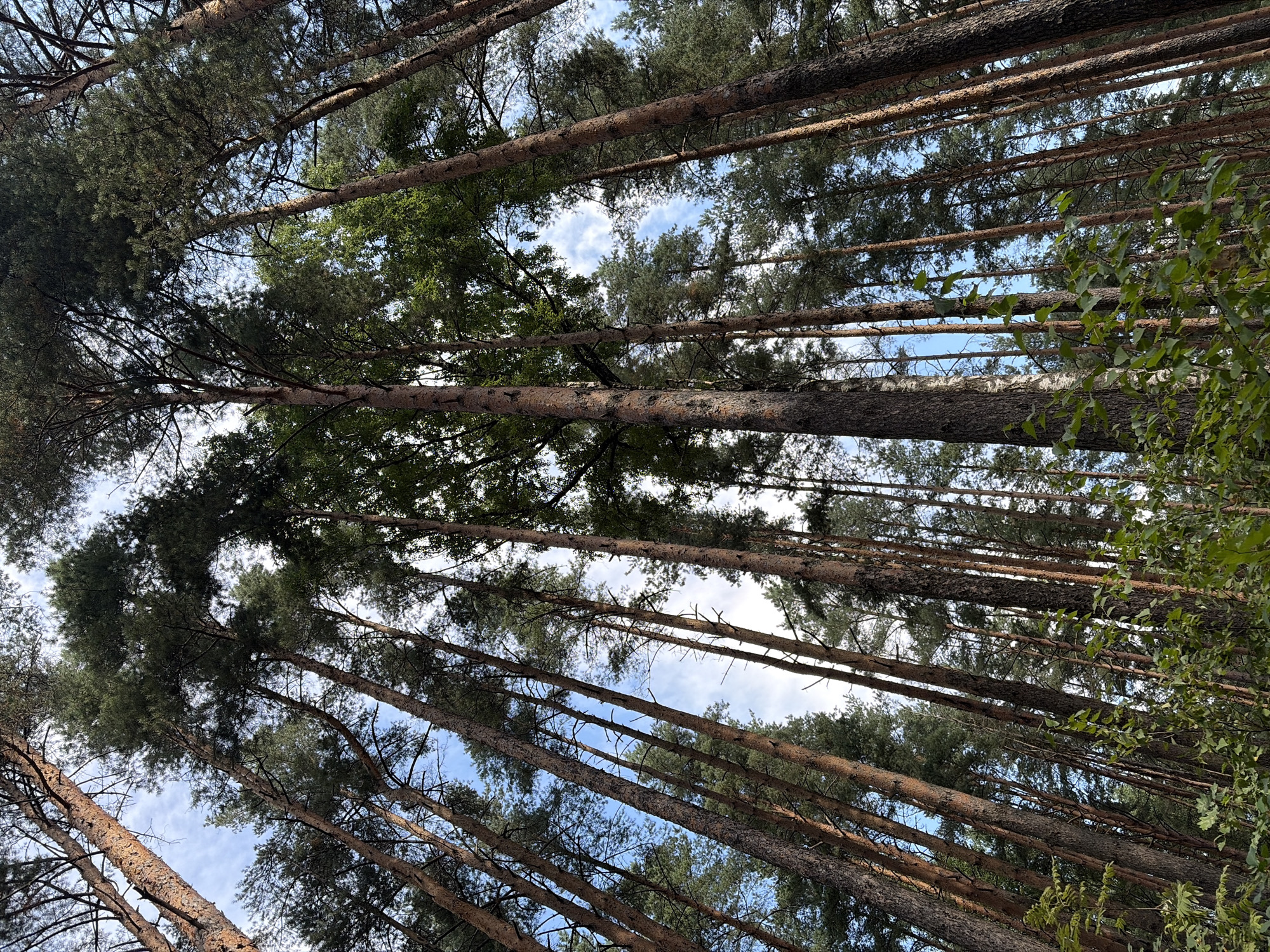 Pine forest and calm lakes near St. Petersburg in summer