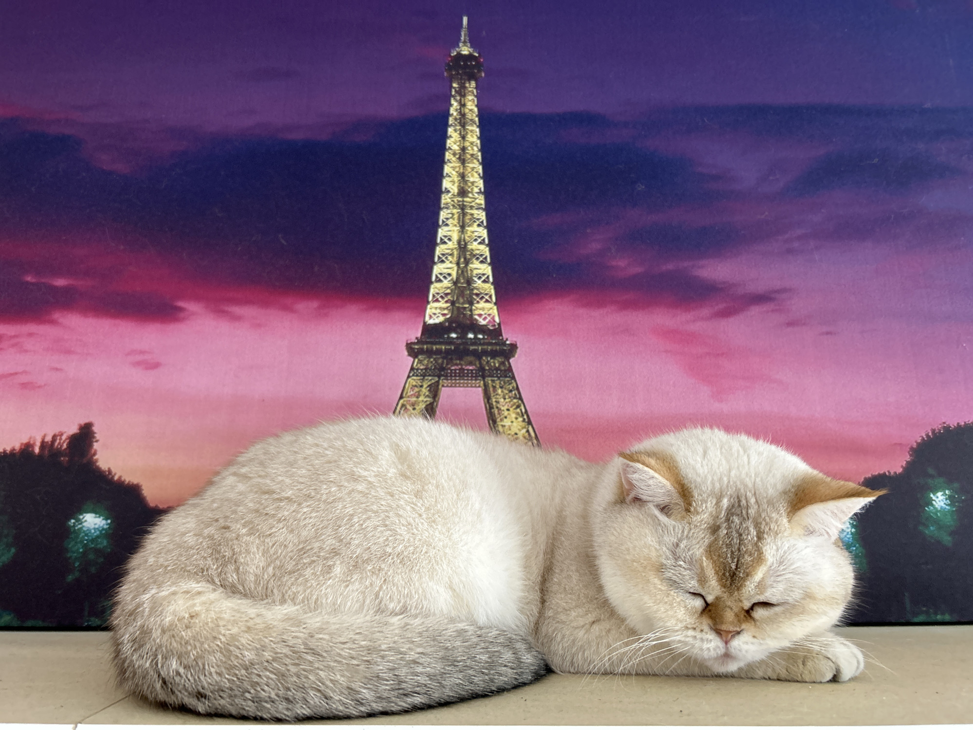 Cat sleeps before Eiffel Tower backdrop in Ufa