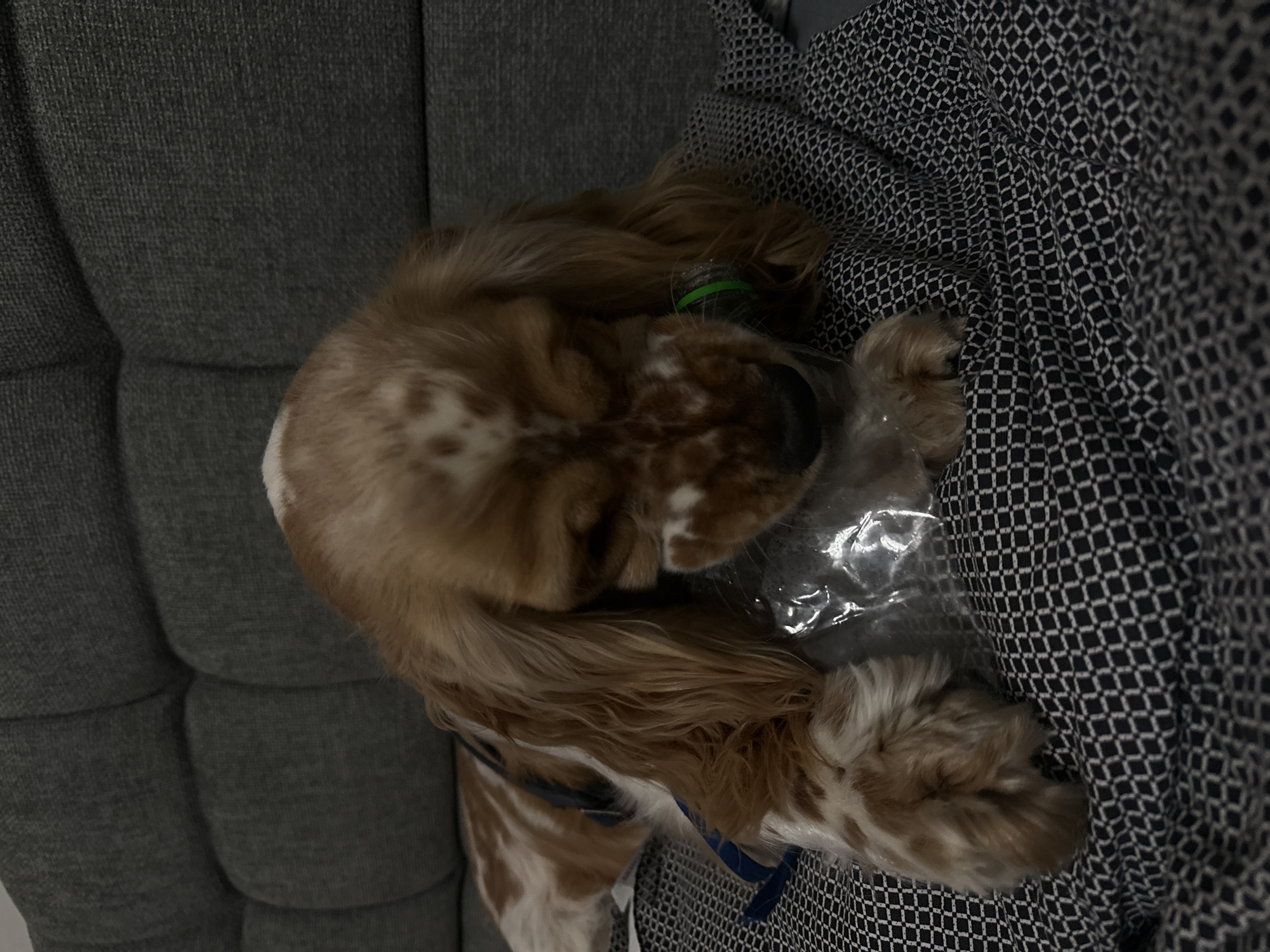Cocker Spaniel rests on couch in Puebla home