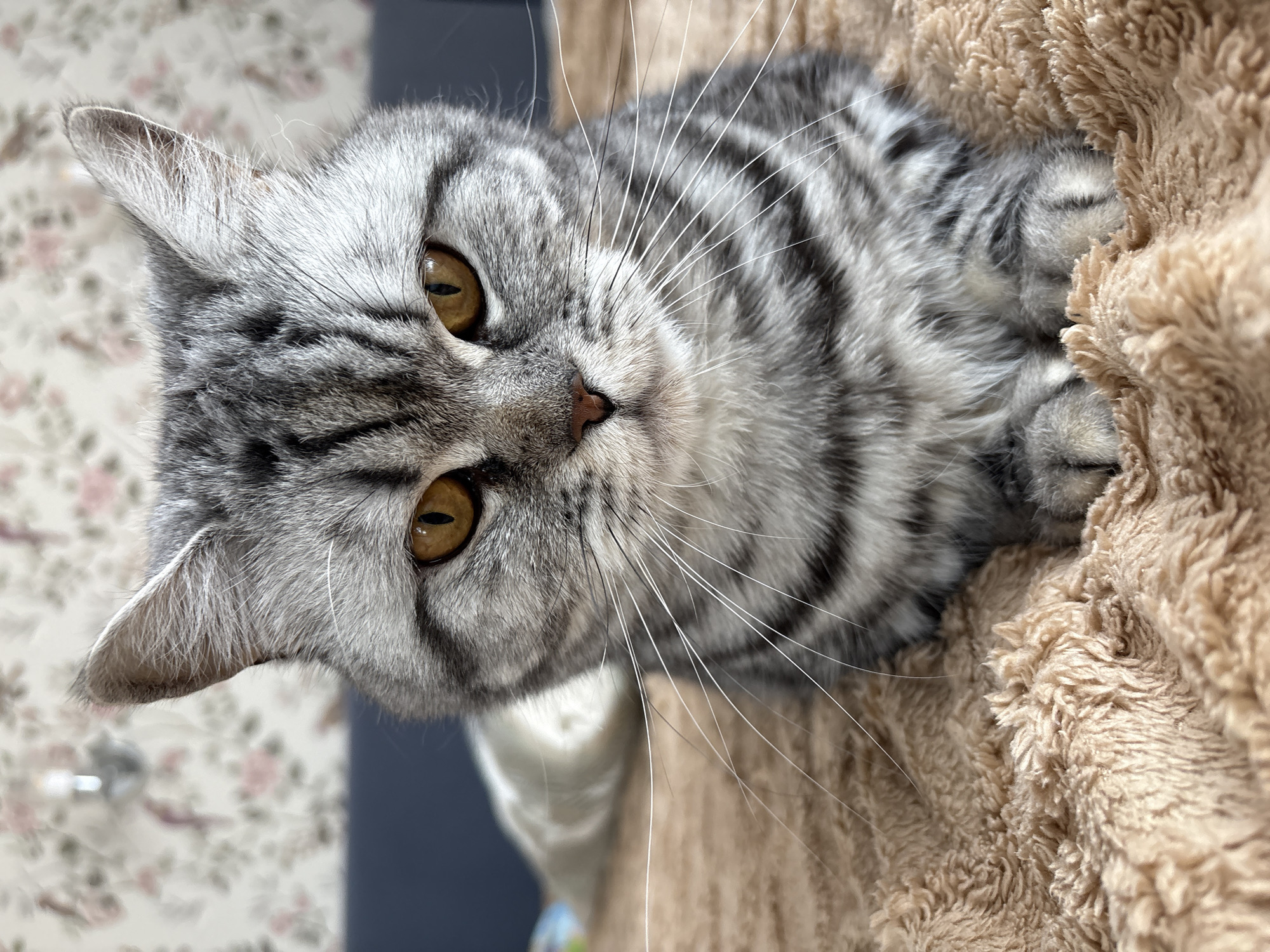 Gray tabby cat photographed resting on plush surface in Izhevsk
