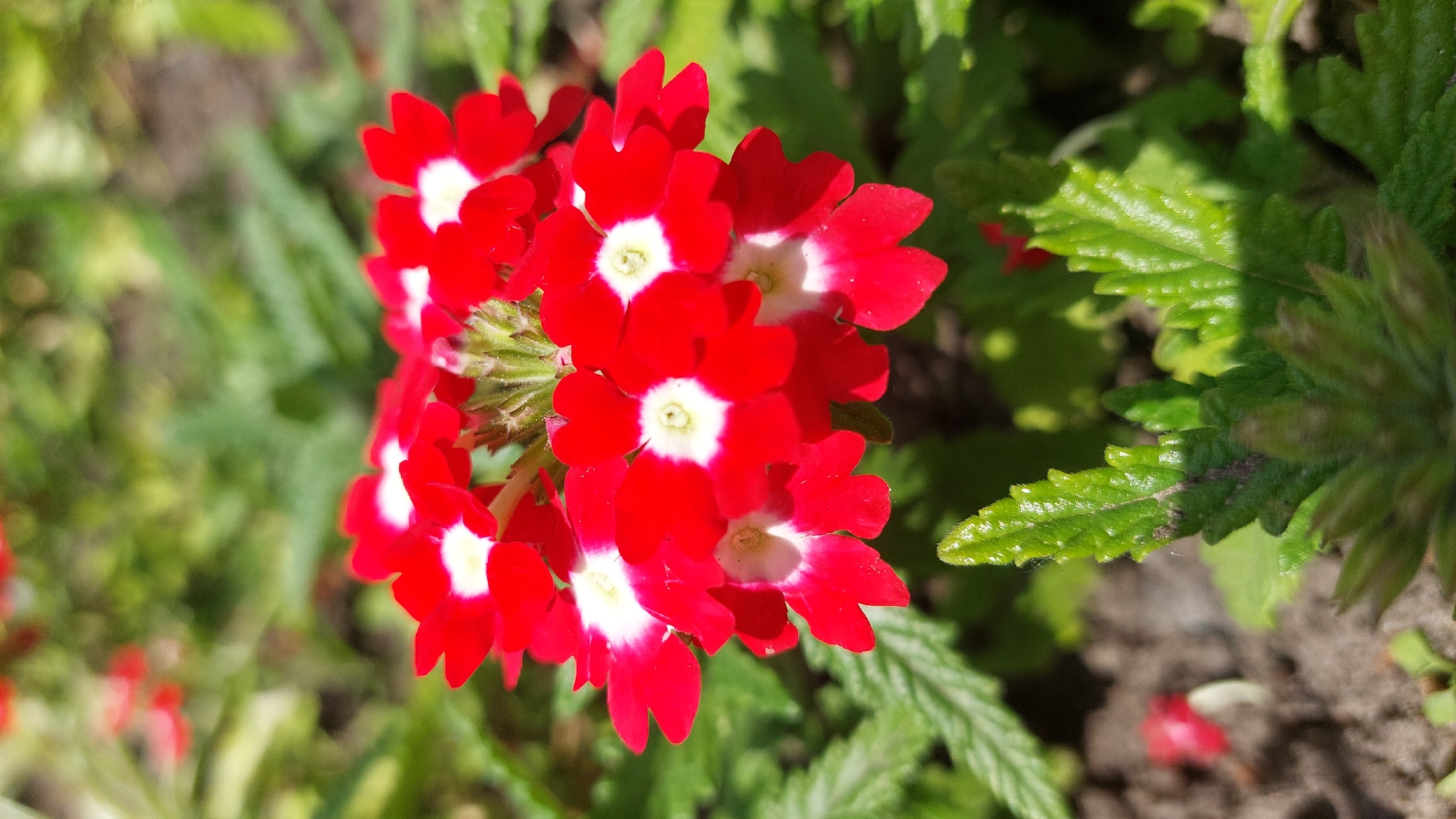 Nature photography session documents forest walk with wildflowers, trees