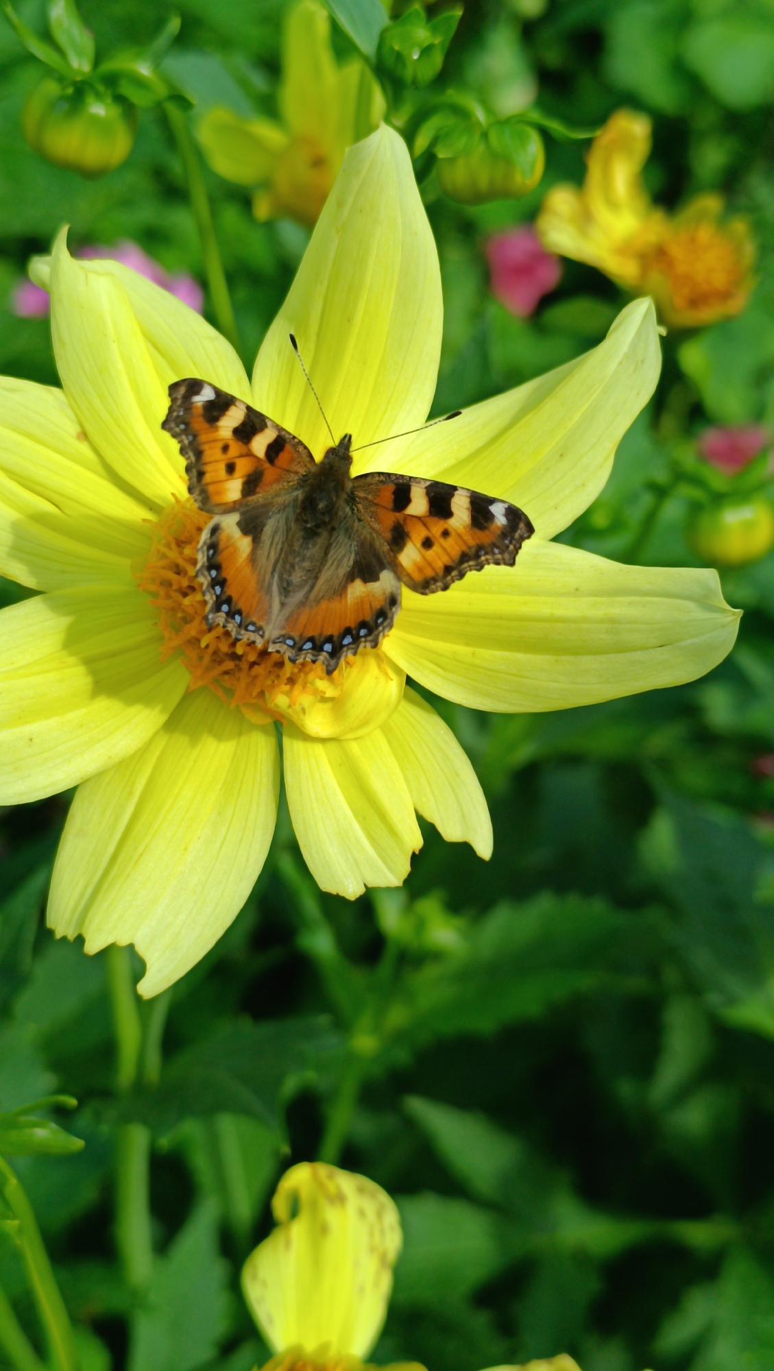Bees, butterflies, and blooms in a Karsha garden