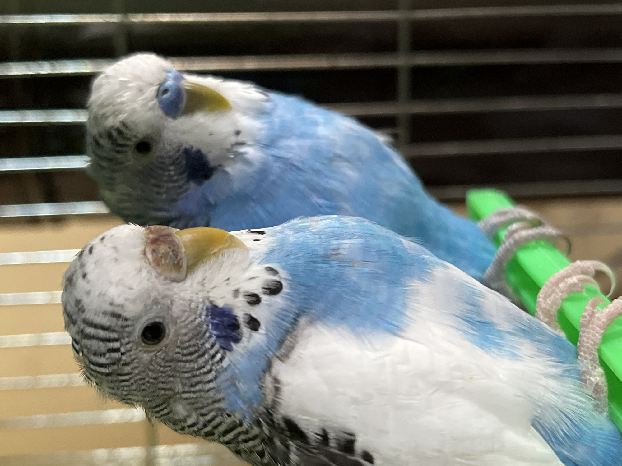 Domestic pet birds and garden plants documented in Shumen