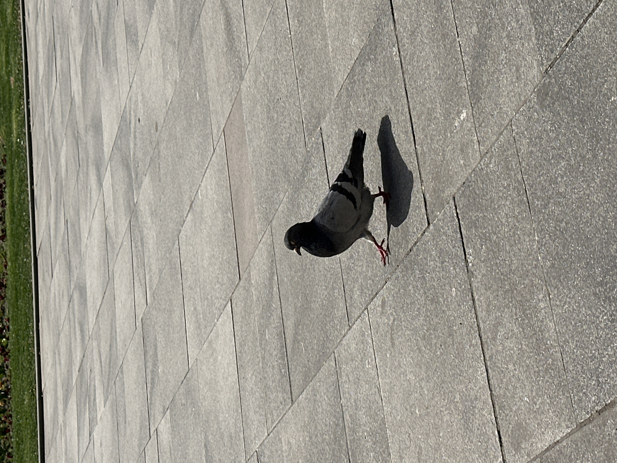 Morning street life documented across central Sofia