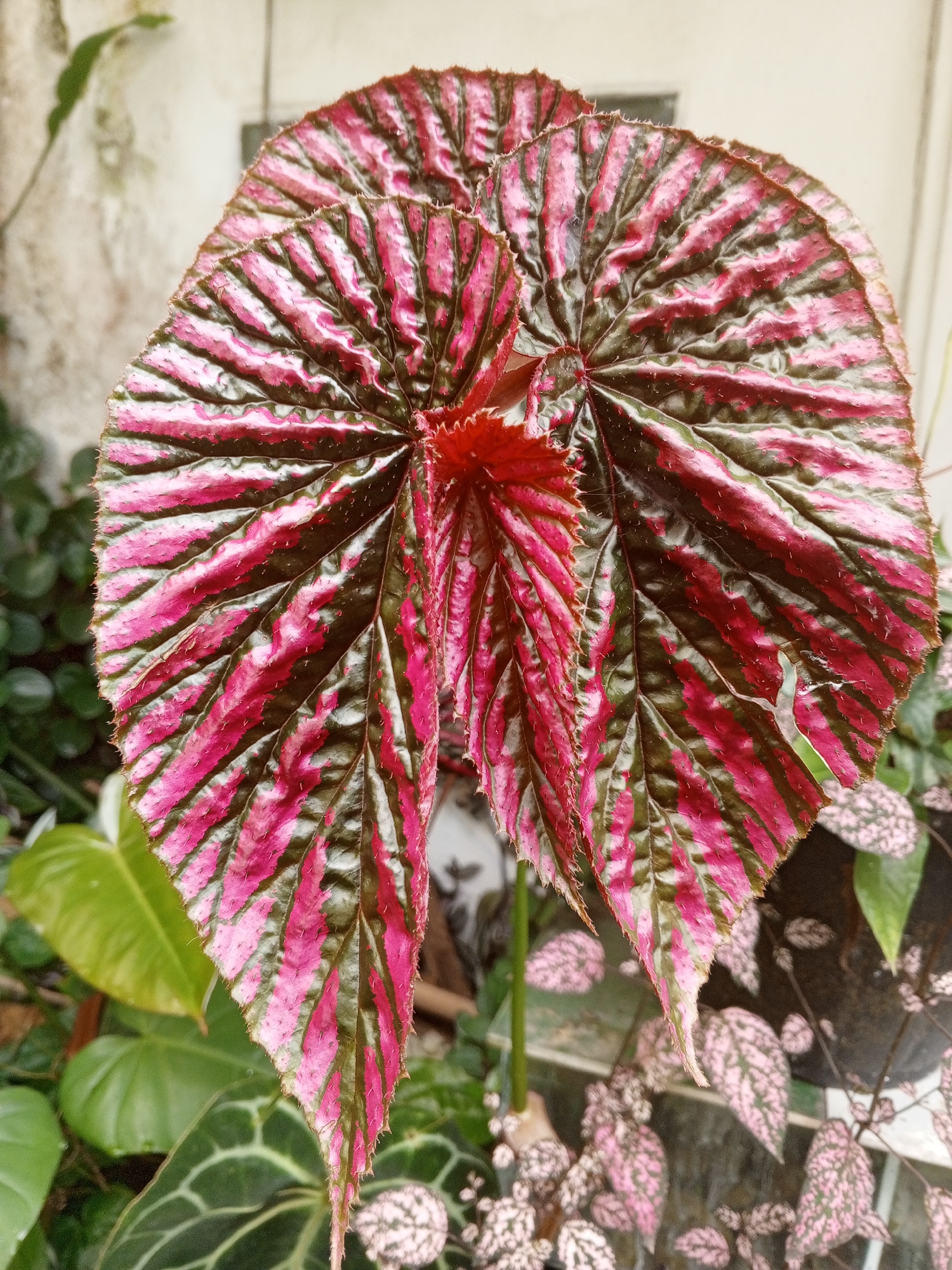 Early morning garden photography session captures diverse flora in Malinta