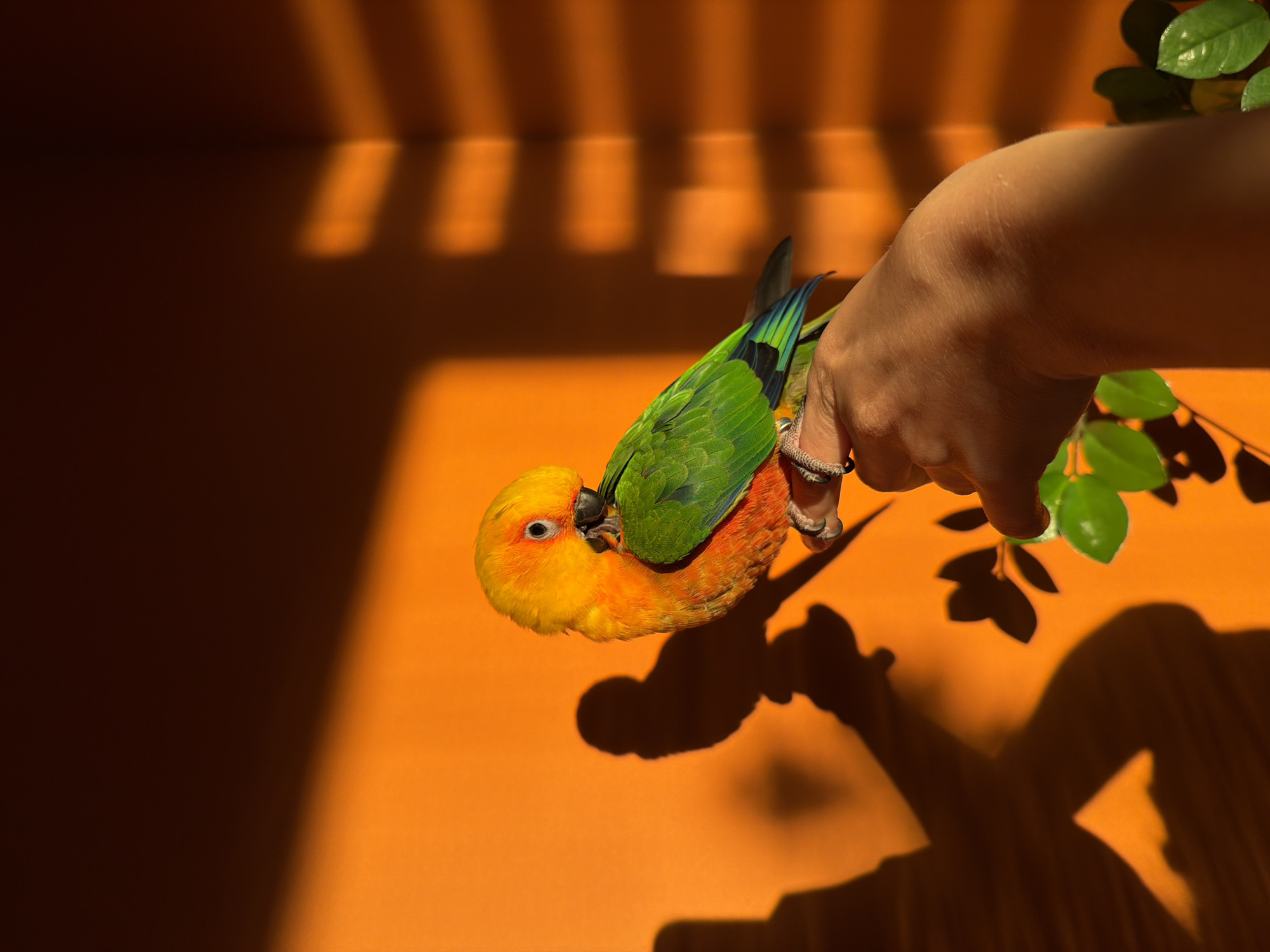 Evening life captured in Khimki: gym selfies, sunset, parrot
