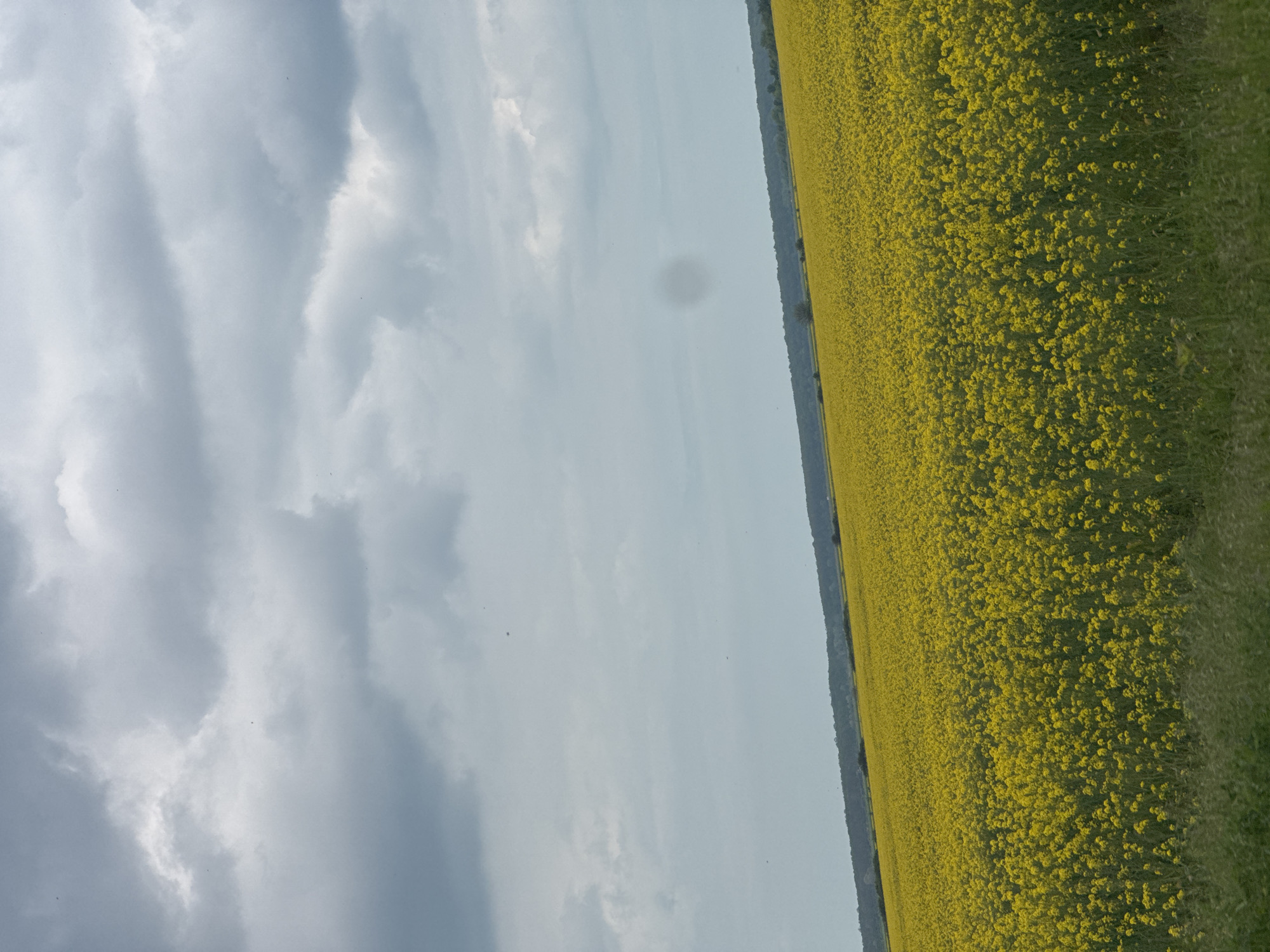 Spring Day Captures: Flowering Fields, Playing Puppies, Blooming Trees