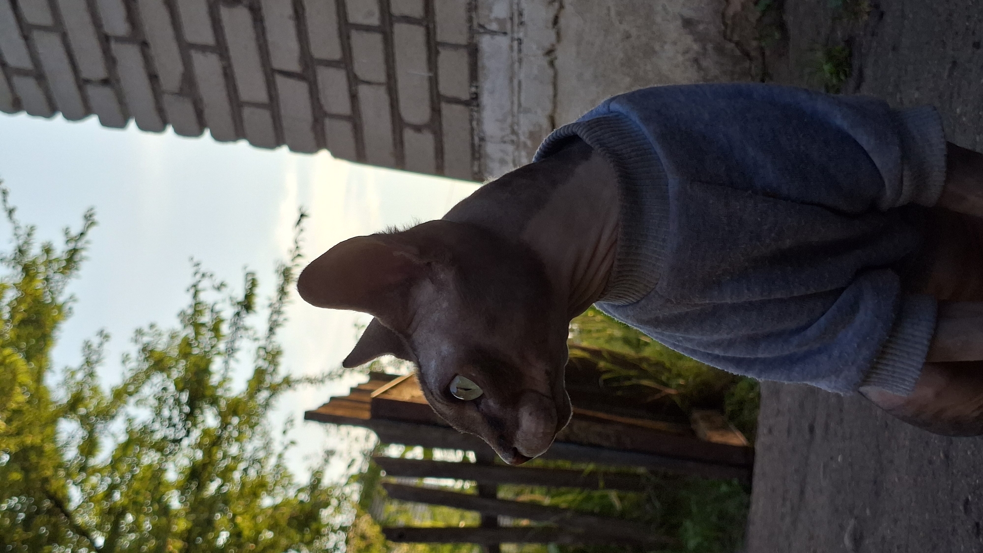 Sphynx cat in a sweatshirt explores a rural Belarusian backyard
