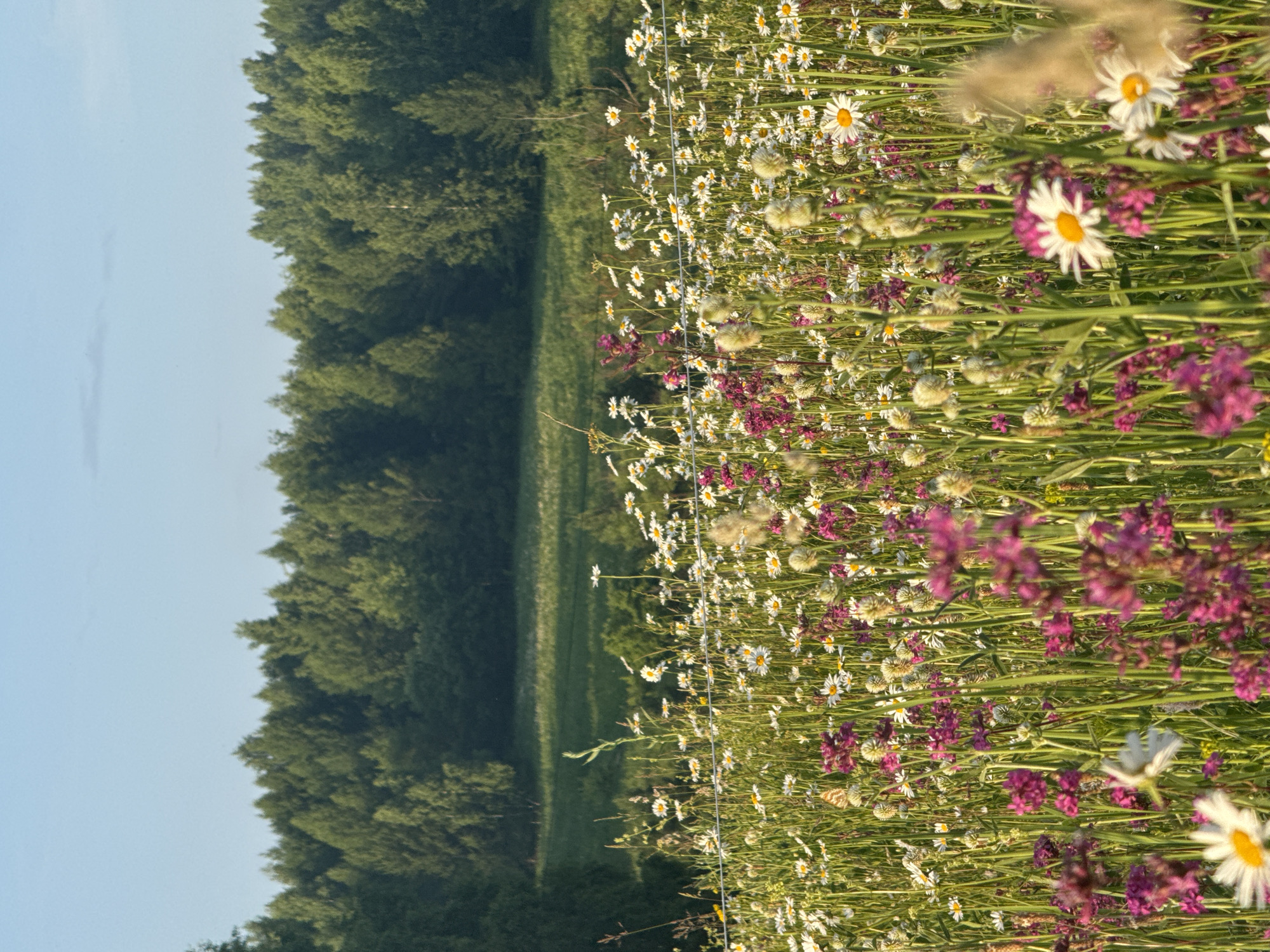 Wildflower meadow exploration in Старое Шигалеево