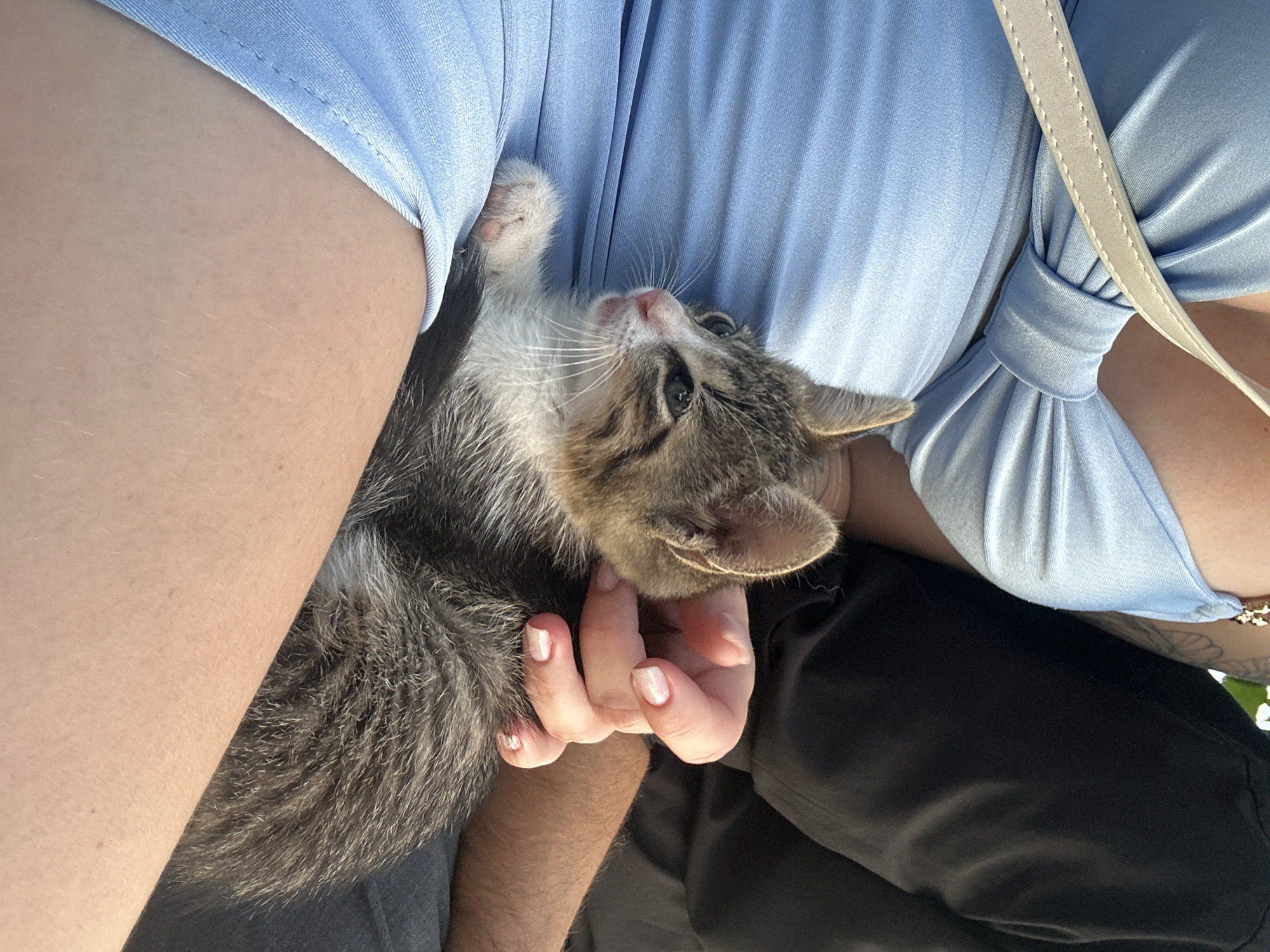 Lazy beach afternoon in Boreti with a tabby kitten