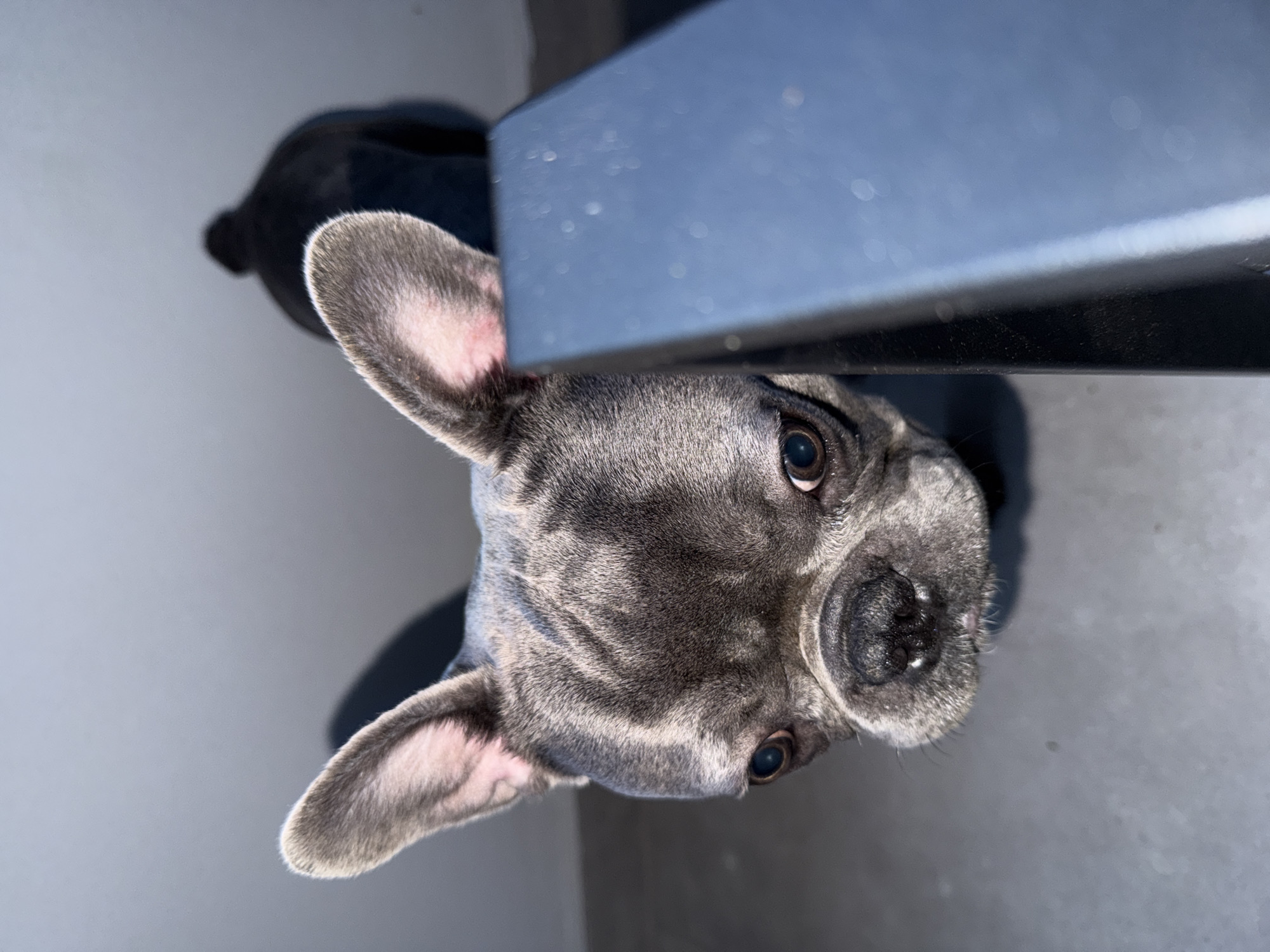 Pet owner documents French bulldog during evening in Ruse, Bulgaria
