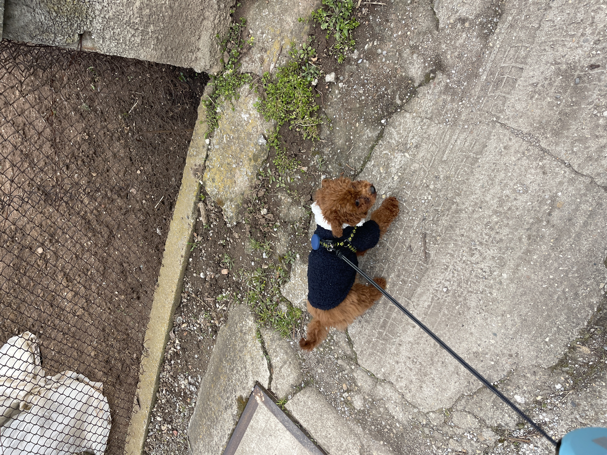 Woman poses with small poodle in bedroom in Sofia