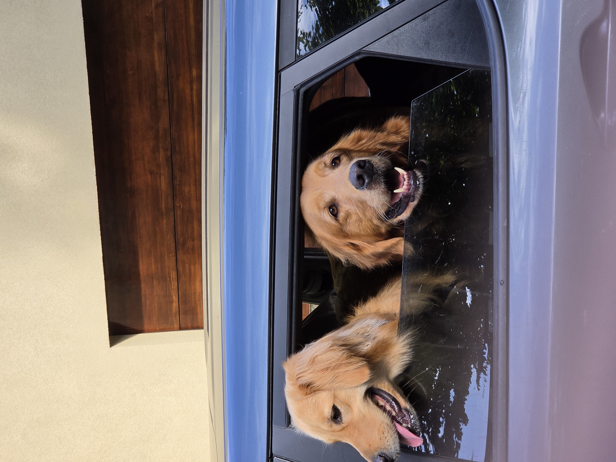 Two golden retrievers enjoying the view from a parked car