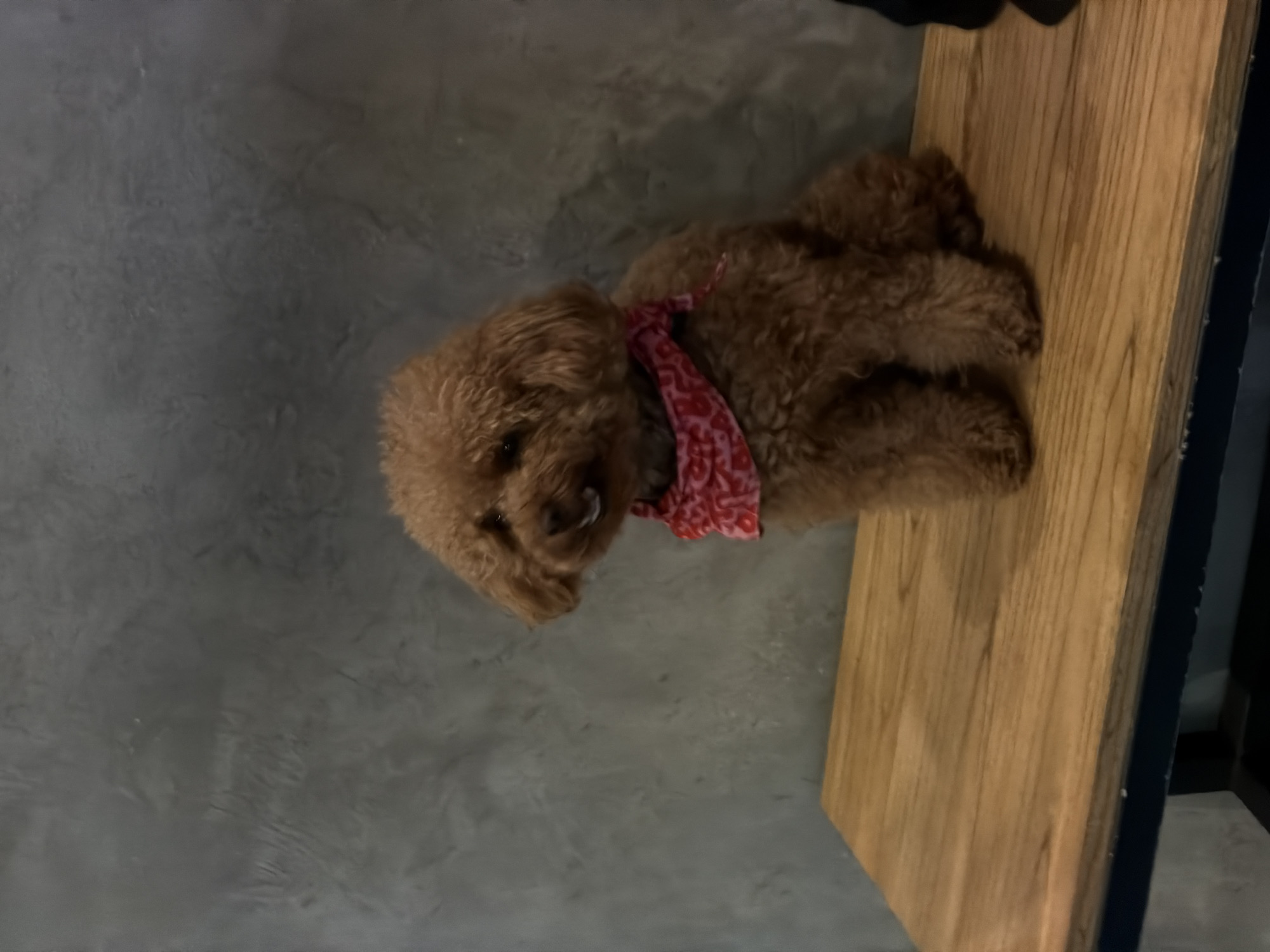 Brown poodle in bandana rests on bench in North Kuta