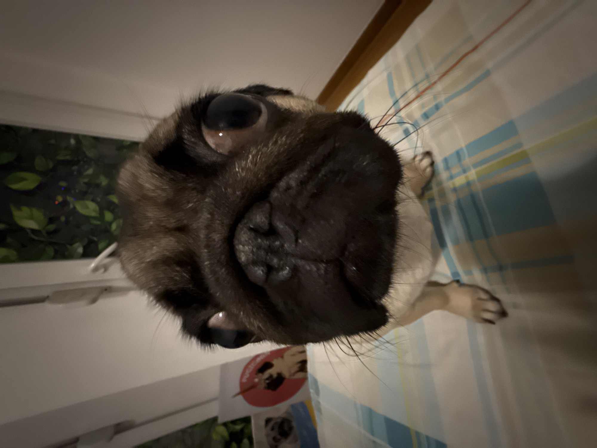Pugs napping on beds, some curled up with stuffed toys
